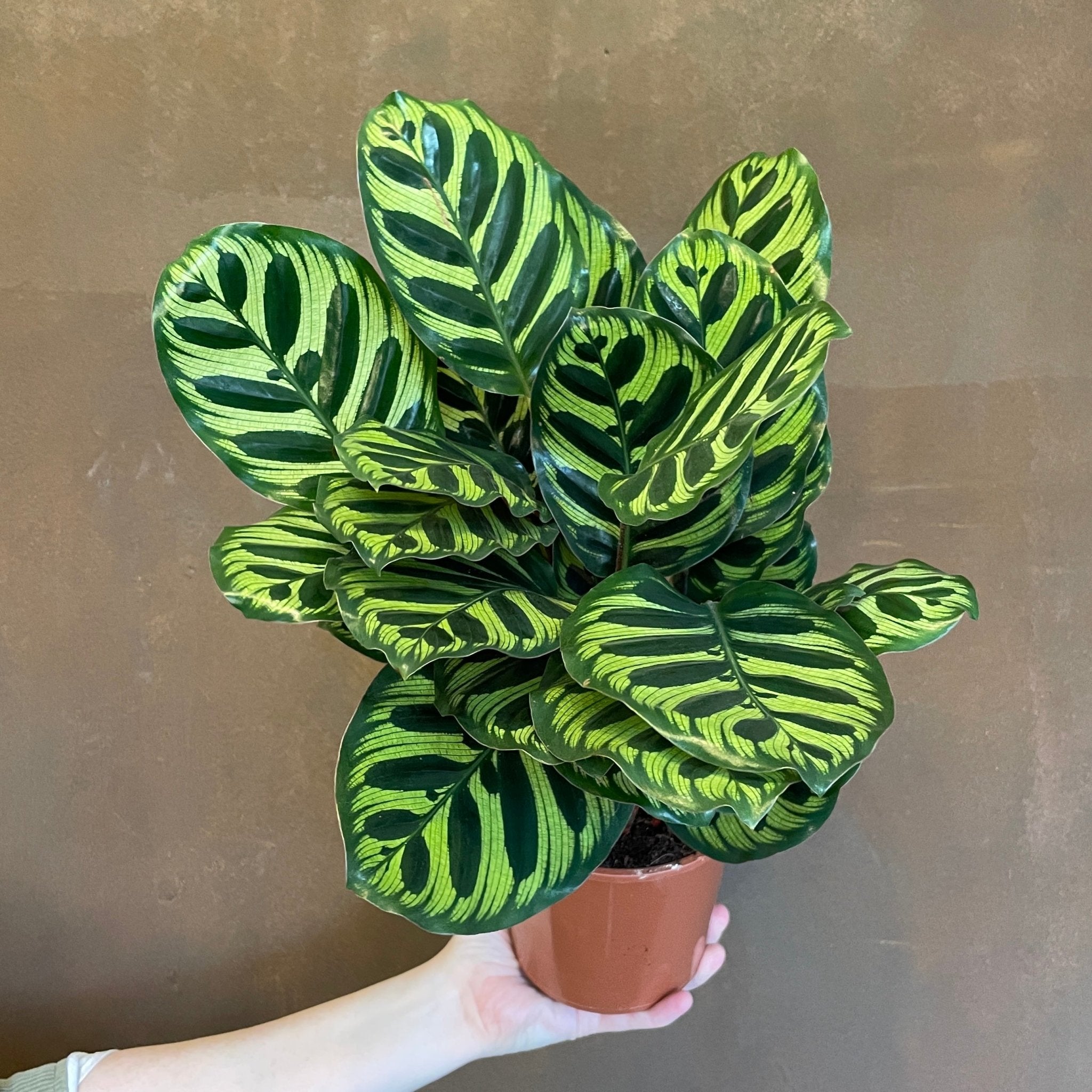 Calathea makoyana (14cm pot) - grow urban. UK