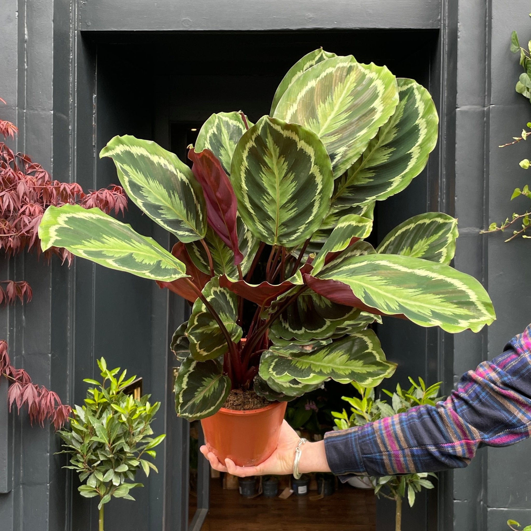 Calathea ‘Medallion’ - grow urban. UK