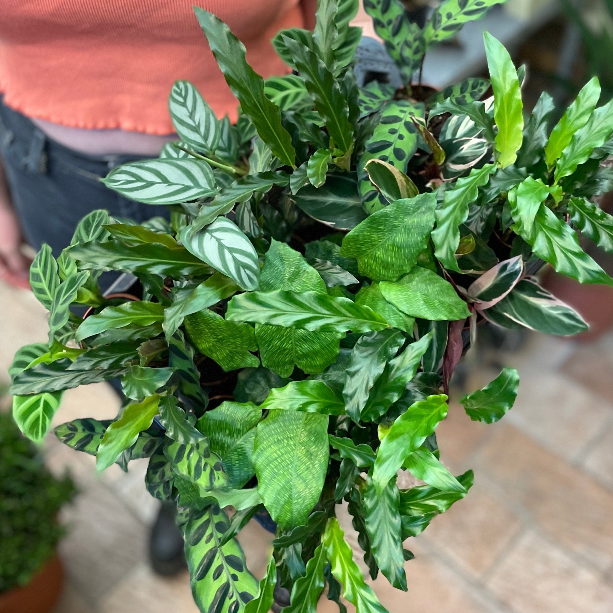 Calathea Mix (7cm pot) - Lucky Dip - grow urban. UK