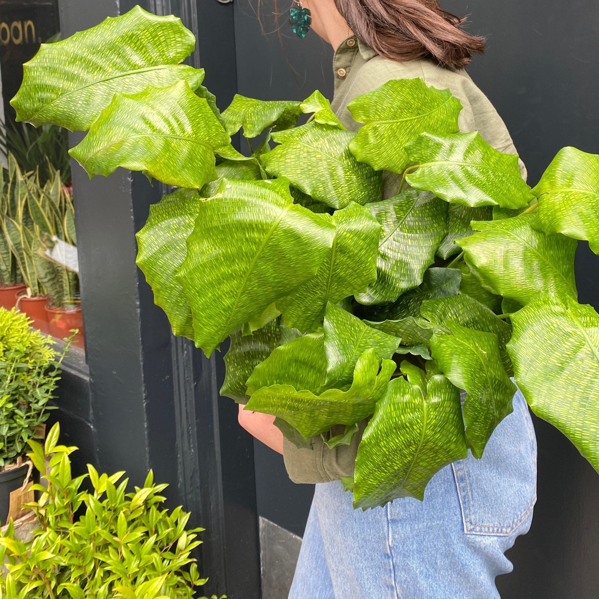 Calathea ‘Network’ (14cm pot) - grow urban. UK