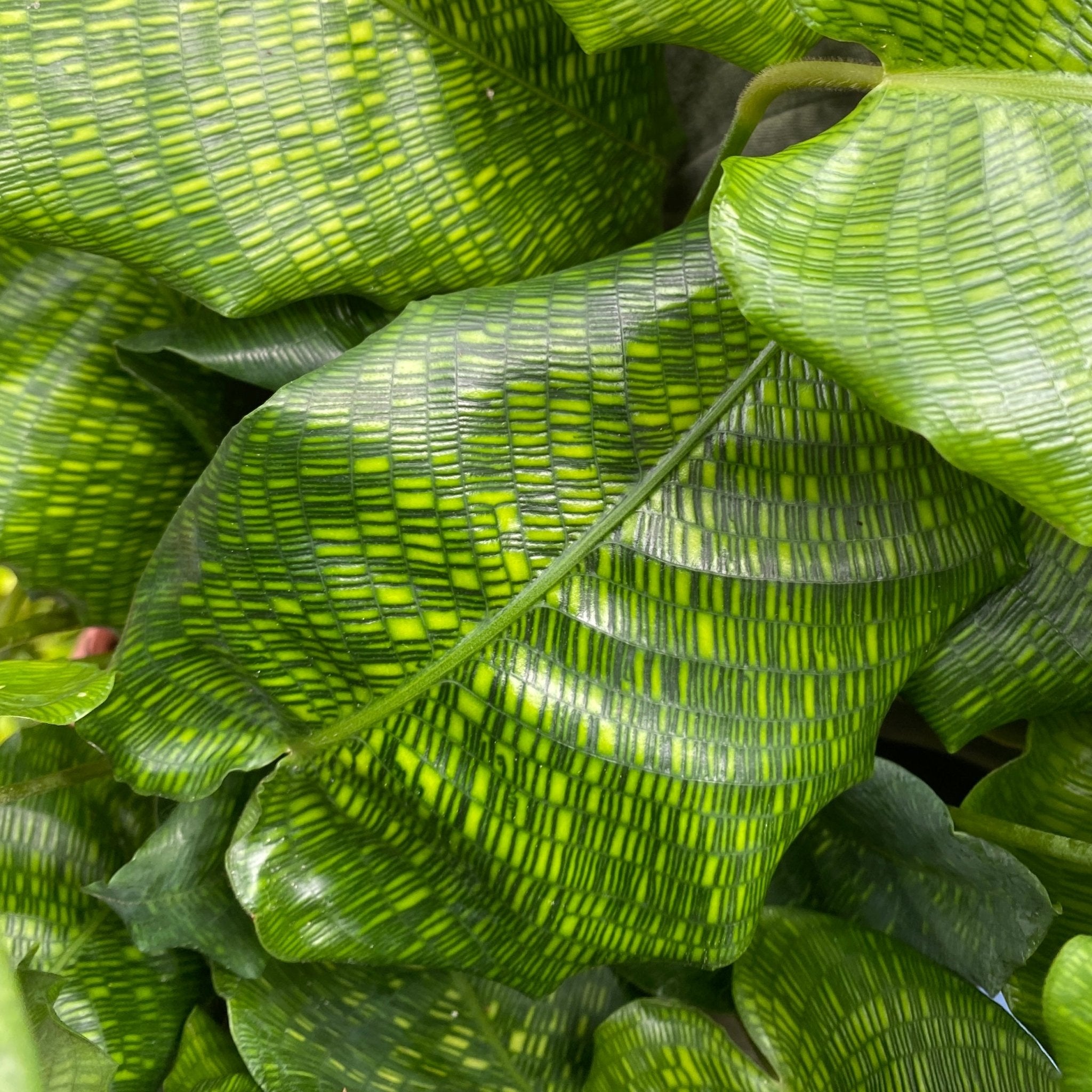 Calathea ‘Network’ (14cm pot) - grow urban. UK