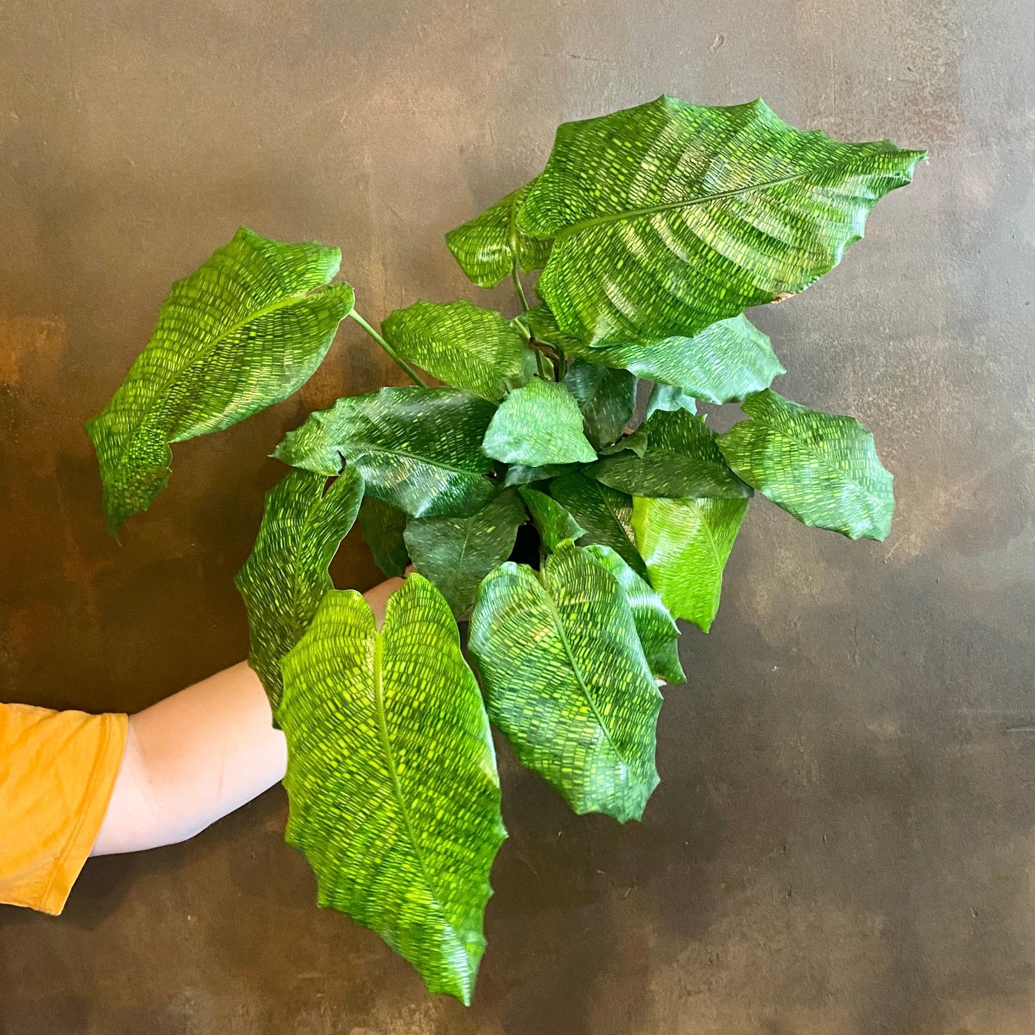 Calathea ‘Network’ (14cm pot) - grow urban. UK