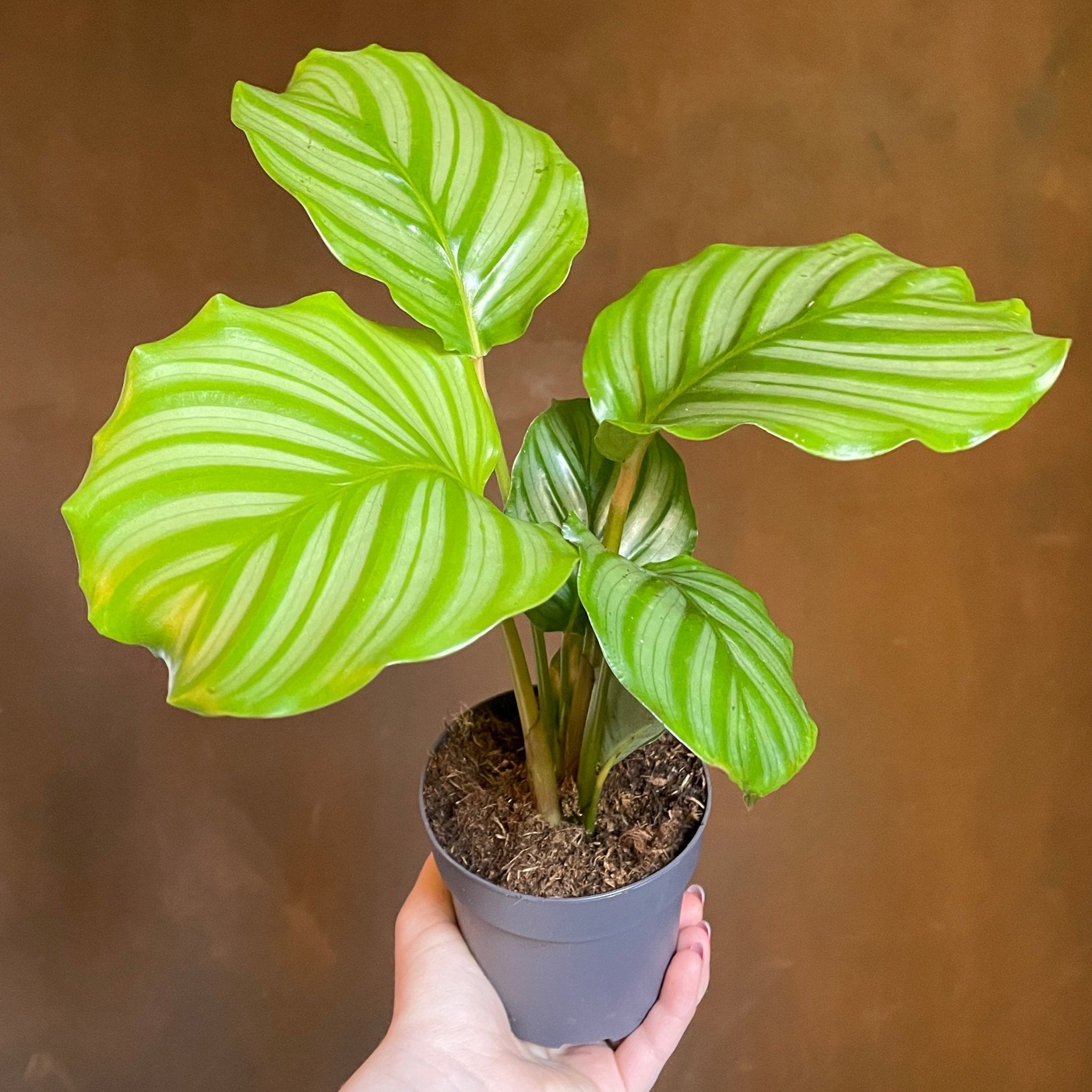 Calathea orbifolia (11cm pot) - grow urban. UK