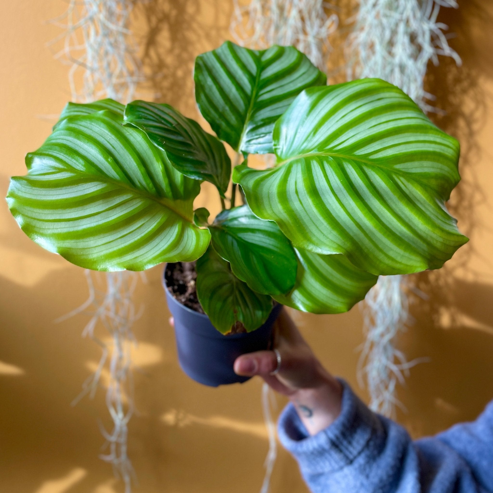 Calathea orbifolia (11cm pot) - grow urban. UK