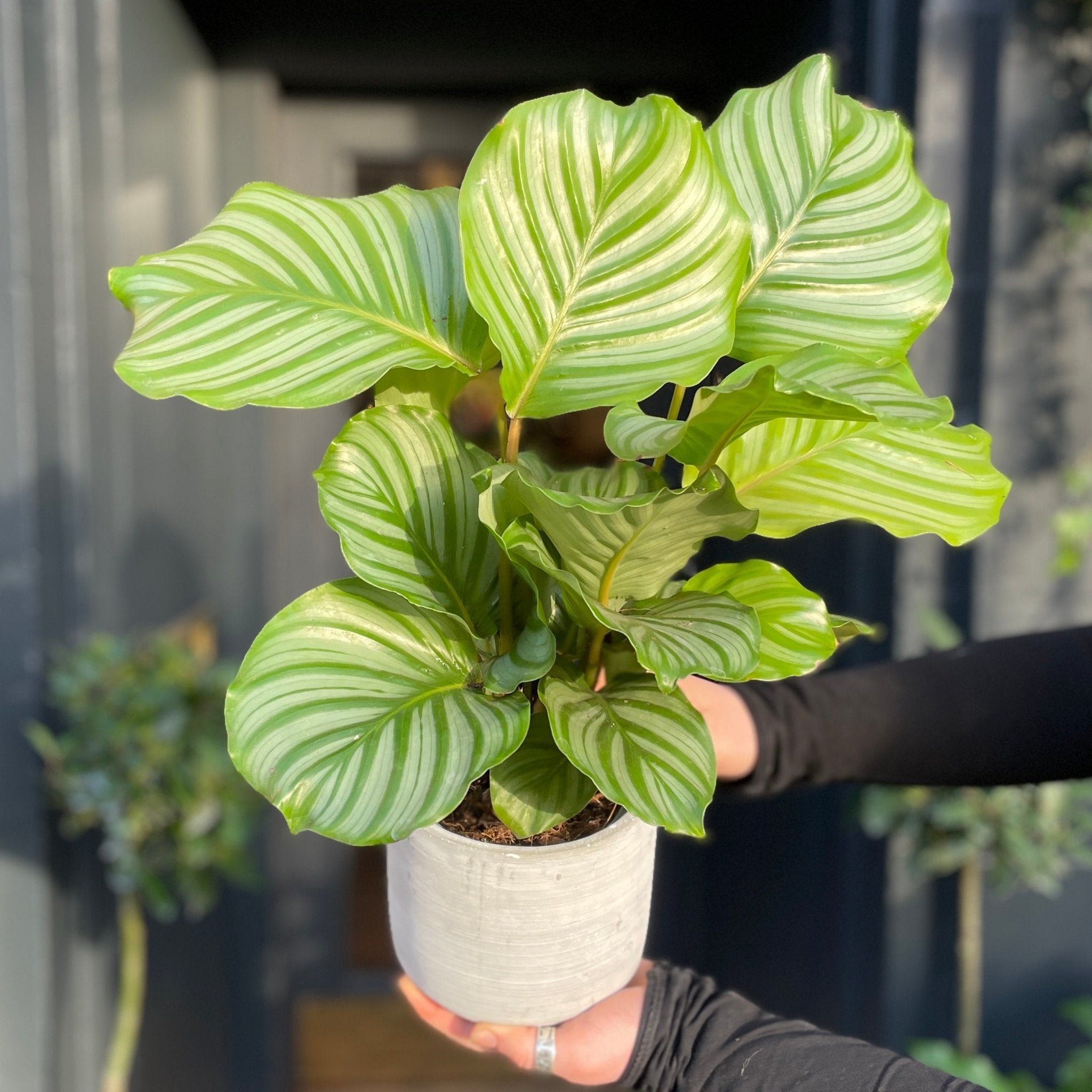 Calathea orbifolia (12cm pot) - grow urban. UK