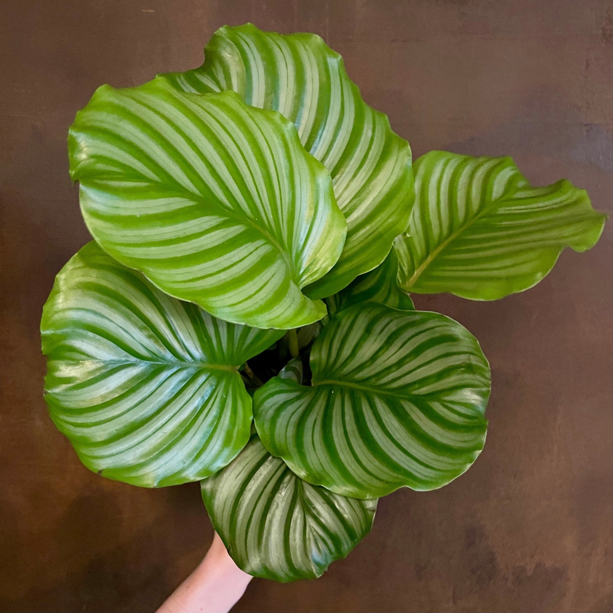 Calathea orbifolia (14cm pot) - grow urban. UK