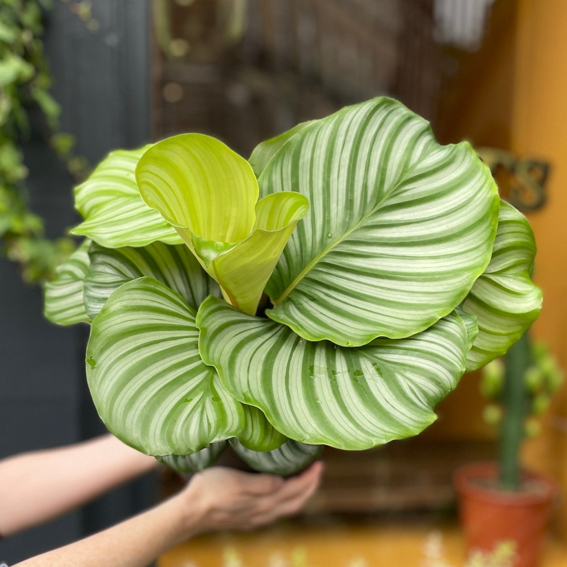 Calathea orbifolia (14cm pot) - grow urban. UK