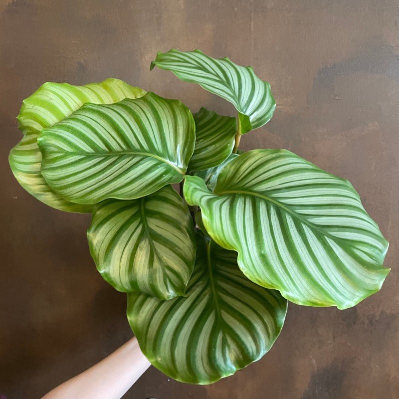 Calathea orbifolia (17cm pot) - grow urban. UK