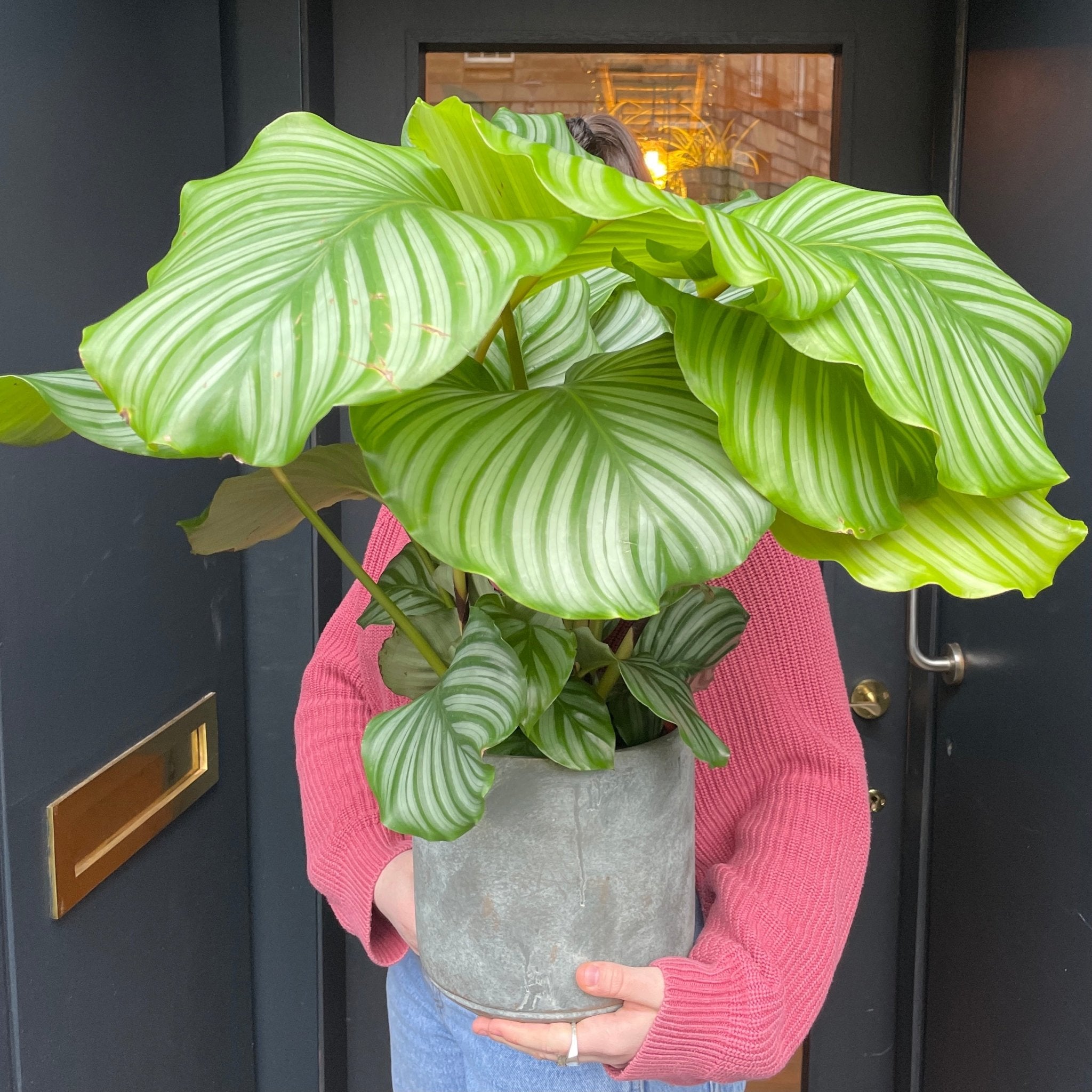 Calathea orbifolia (19cm pot) - grow urban. UK