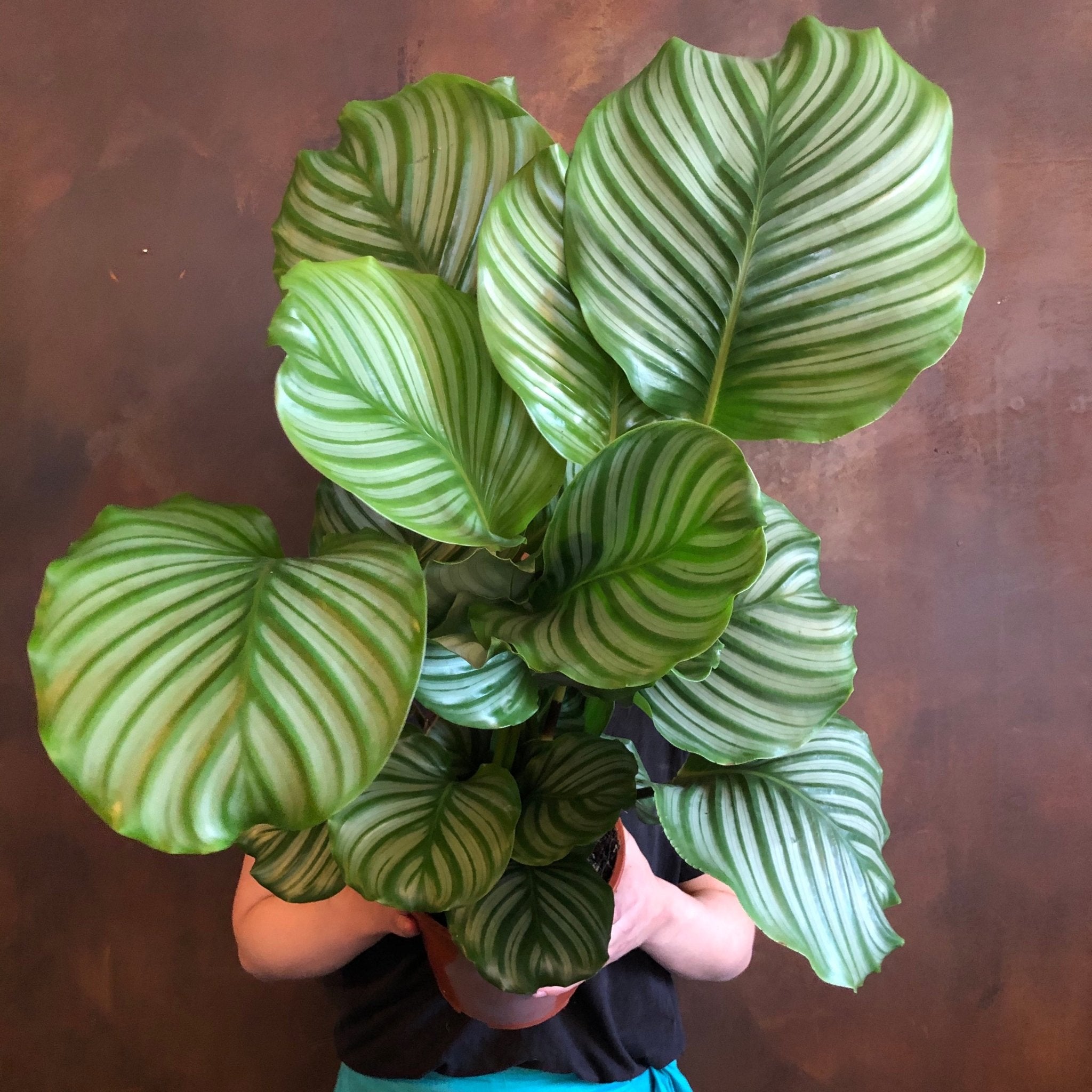 Calathea orbifolia (19cm pot) - grow urban. UK