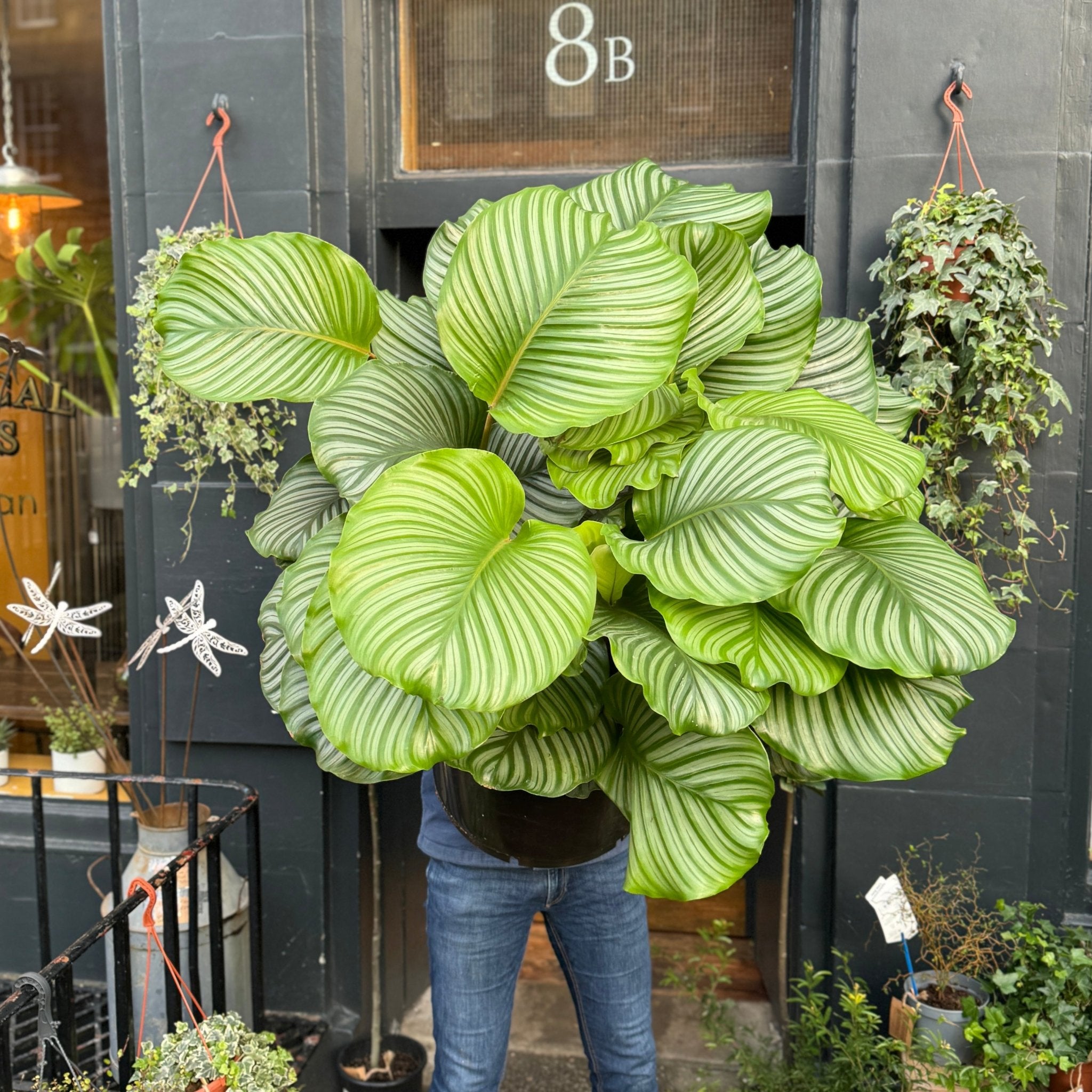 Calathea orbifolia XXL - grow urban. UK