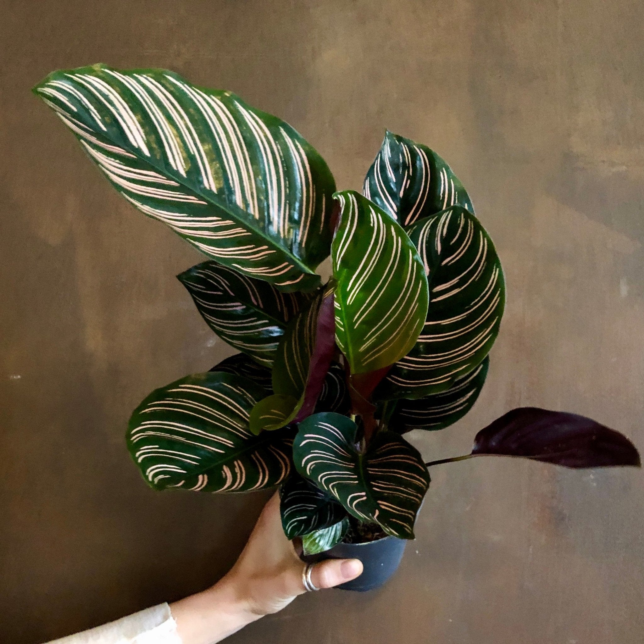 Calathea ornata (11cm pot) - grow urban. UK