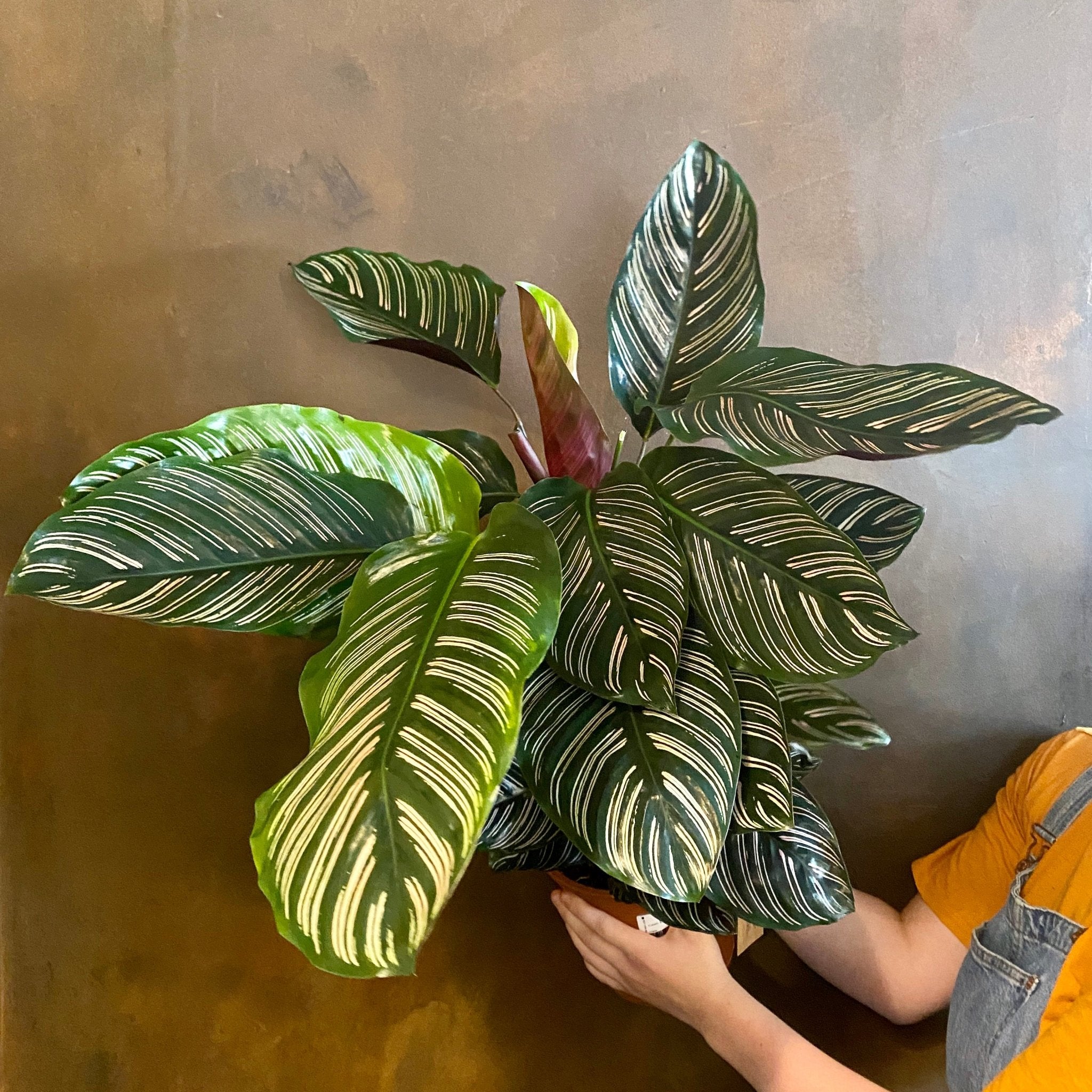 Calathea ornata (19cm pot) - grow urban. UK