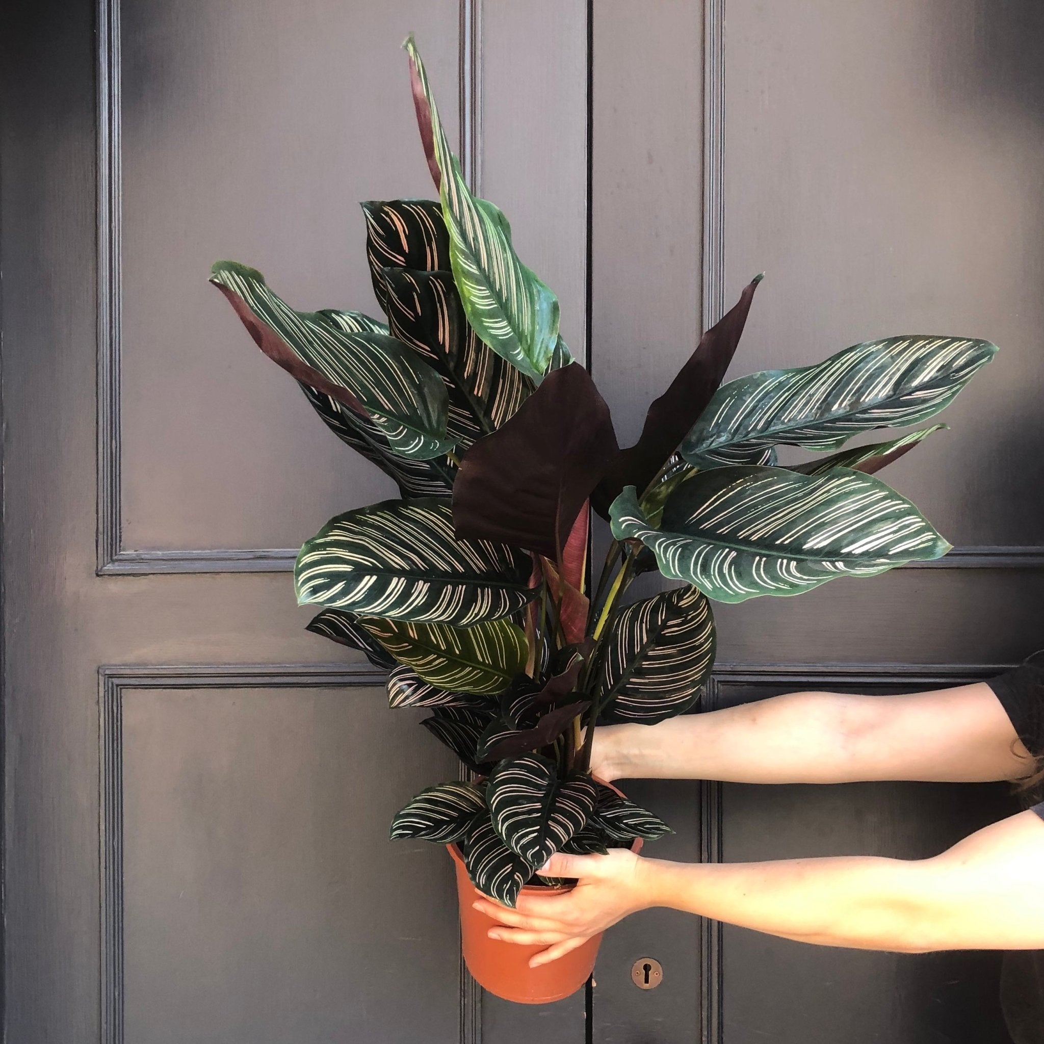 Calathea ornata (19cm pot) - grow urban. UK