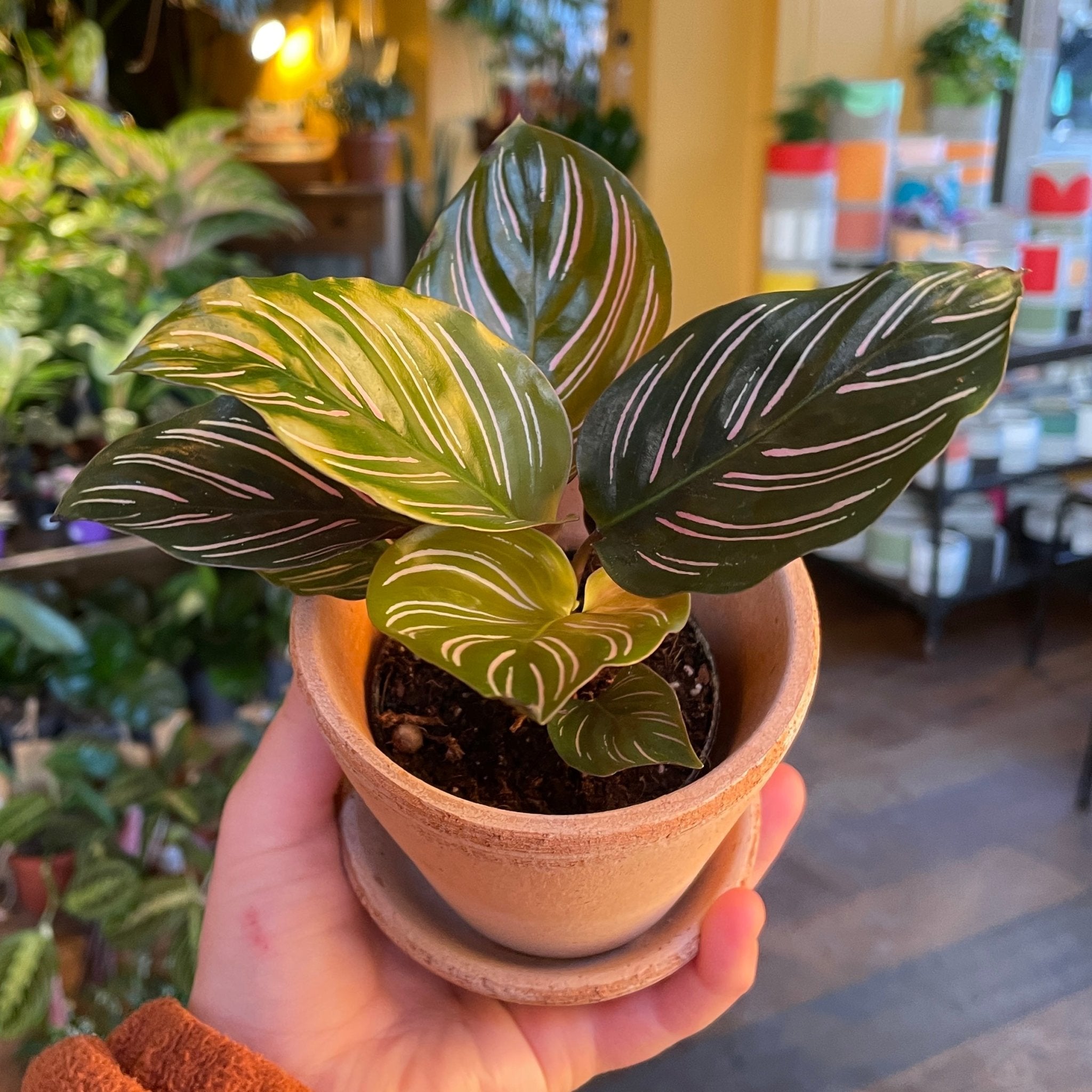Calathea ornata (7cm pot) - grow urban. UK