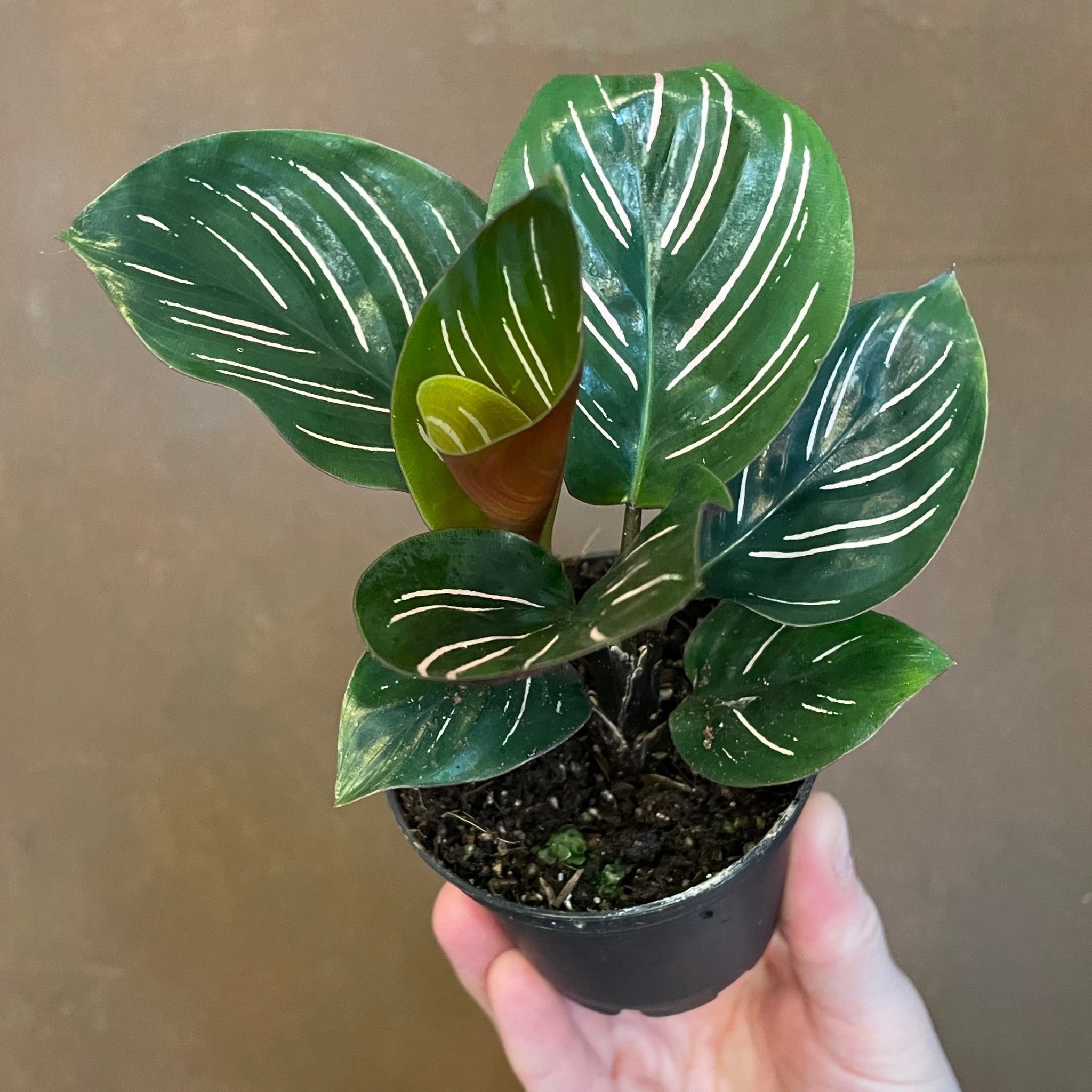 Calathea ornata (7cm pot) - grow urban. UK