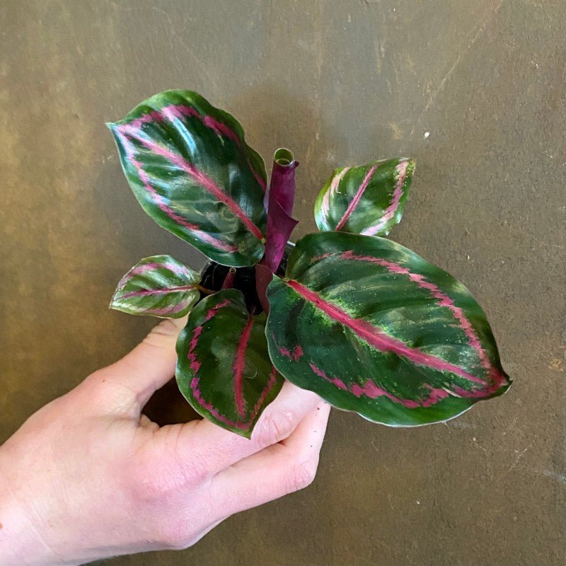 Calathea roseopicta 'Illustris' (6cm pot)