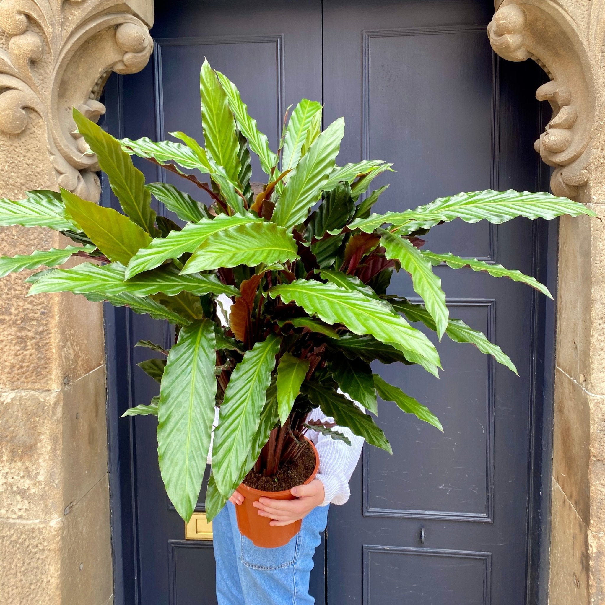 Calathea rufibarba ‘Wavestar’ - grow urban. UK