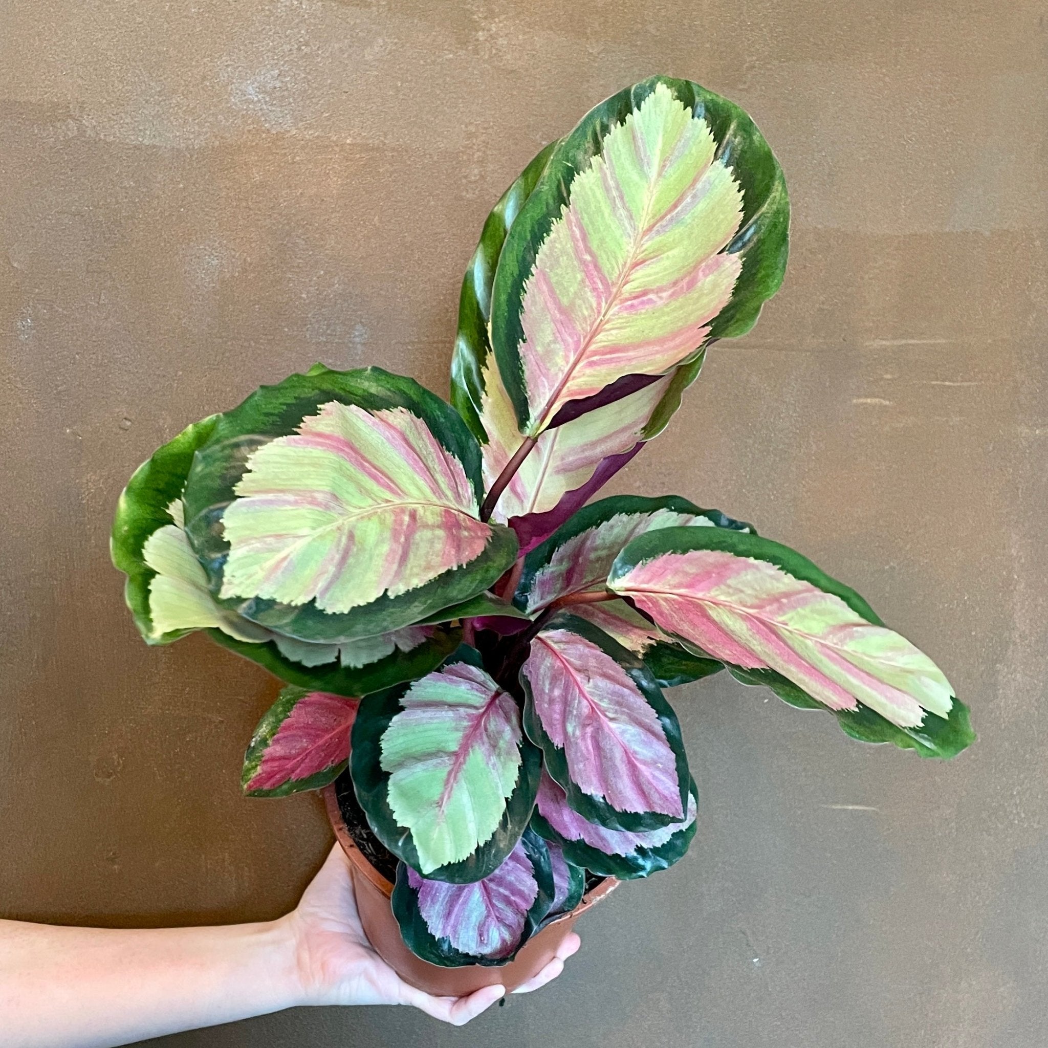 Calathea ‘Silvia’ (17cm pot) - grow urban. UK