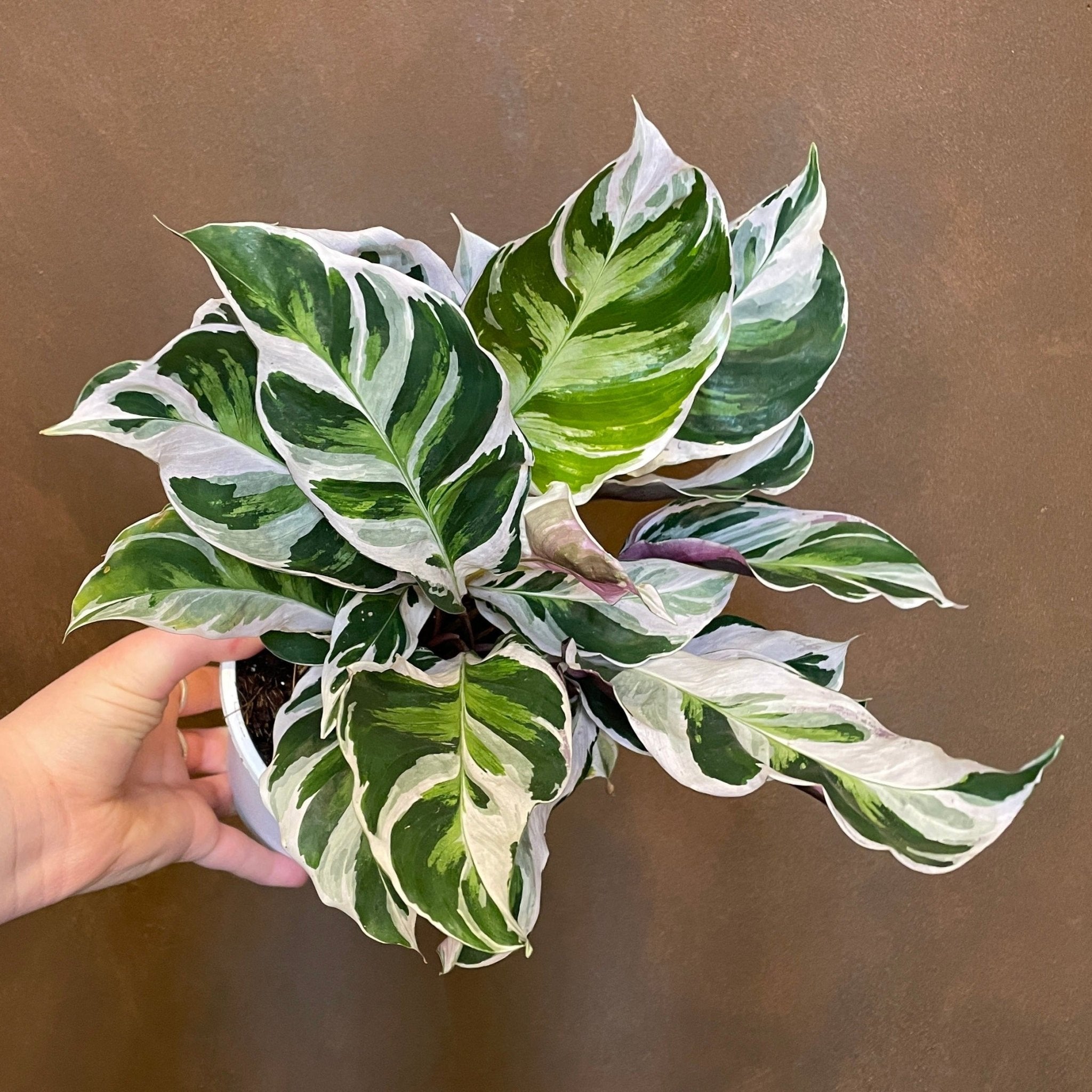 Calathea ‘White Fusion’ - grow urban. UK