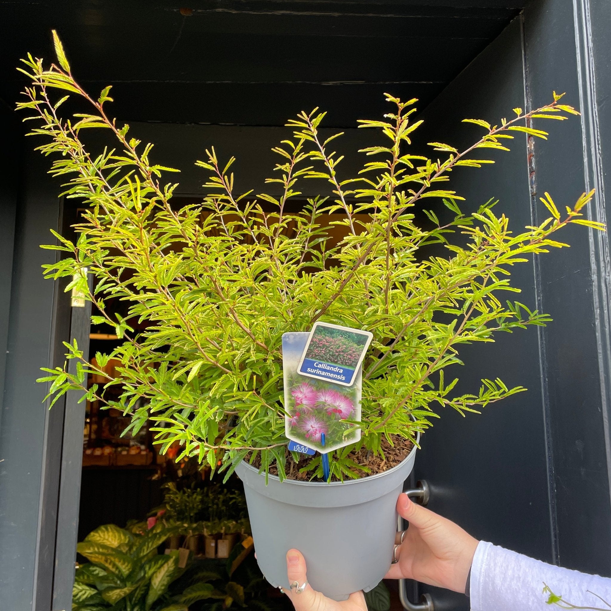 Calliandra surinamensis - grow urban. UK