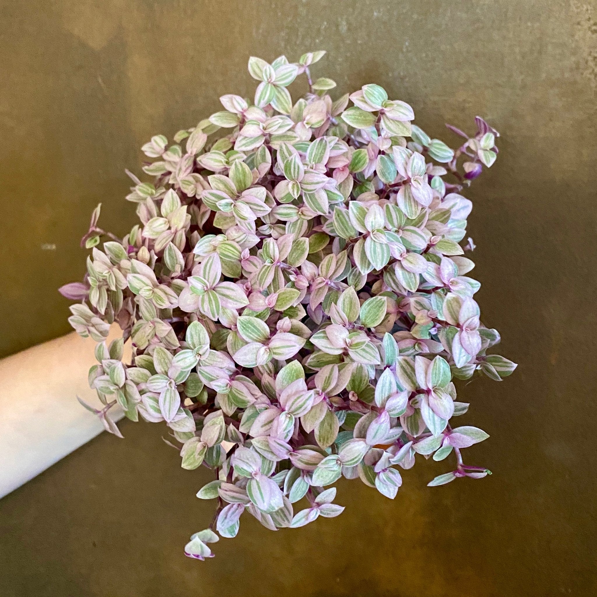 Callisia ‘Rosato’ - grow urban. UK