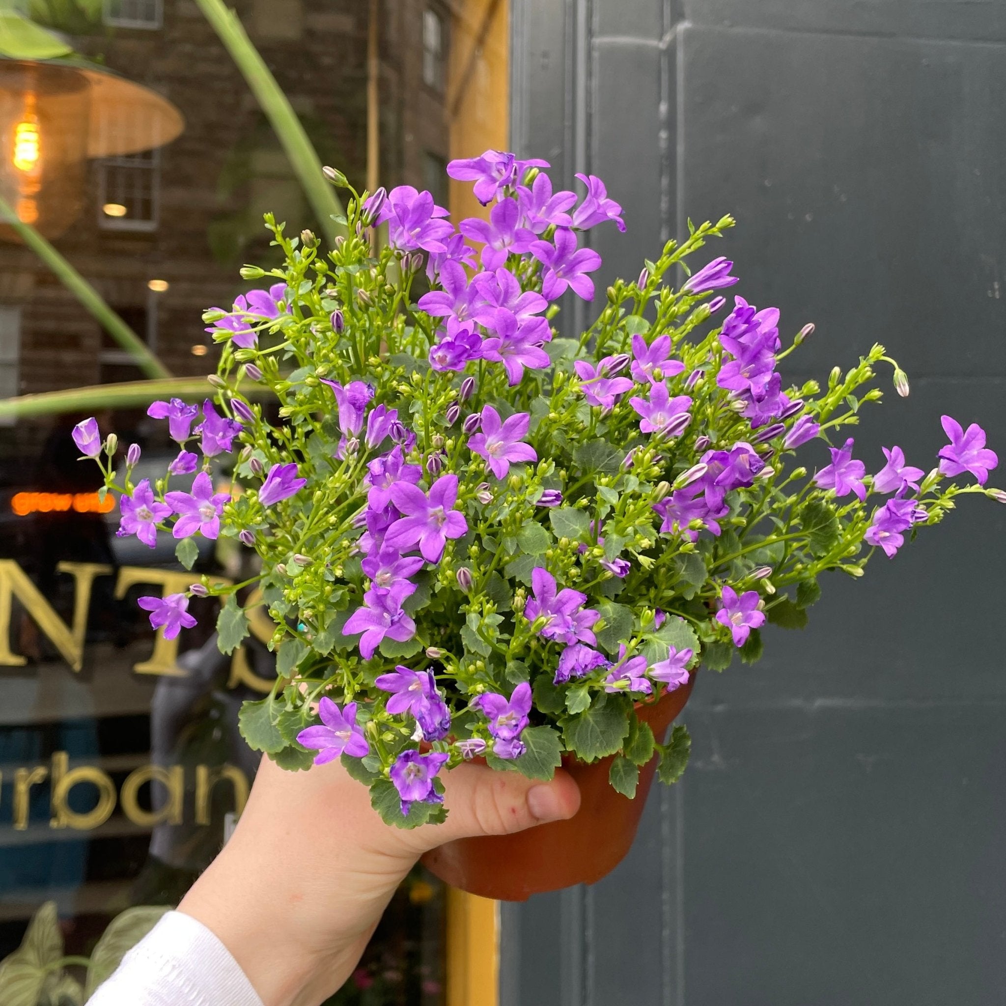 Campanula 'Dark Take' - grow urban. UK