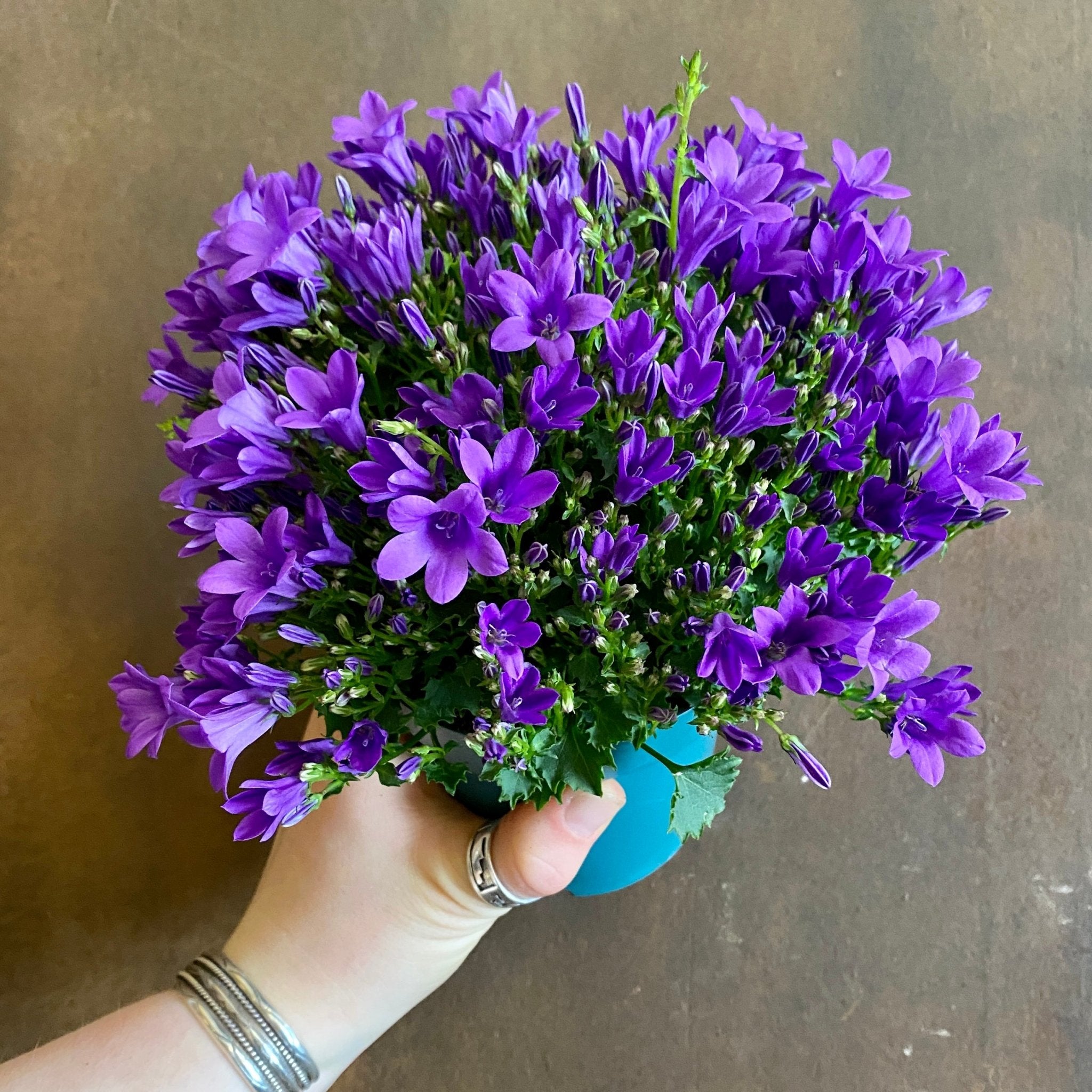 Campanula 'Intense Purple' - grow urban. UK