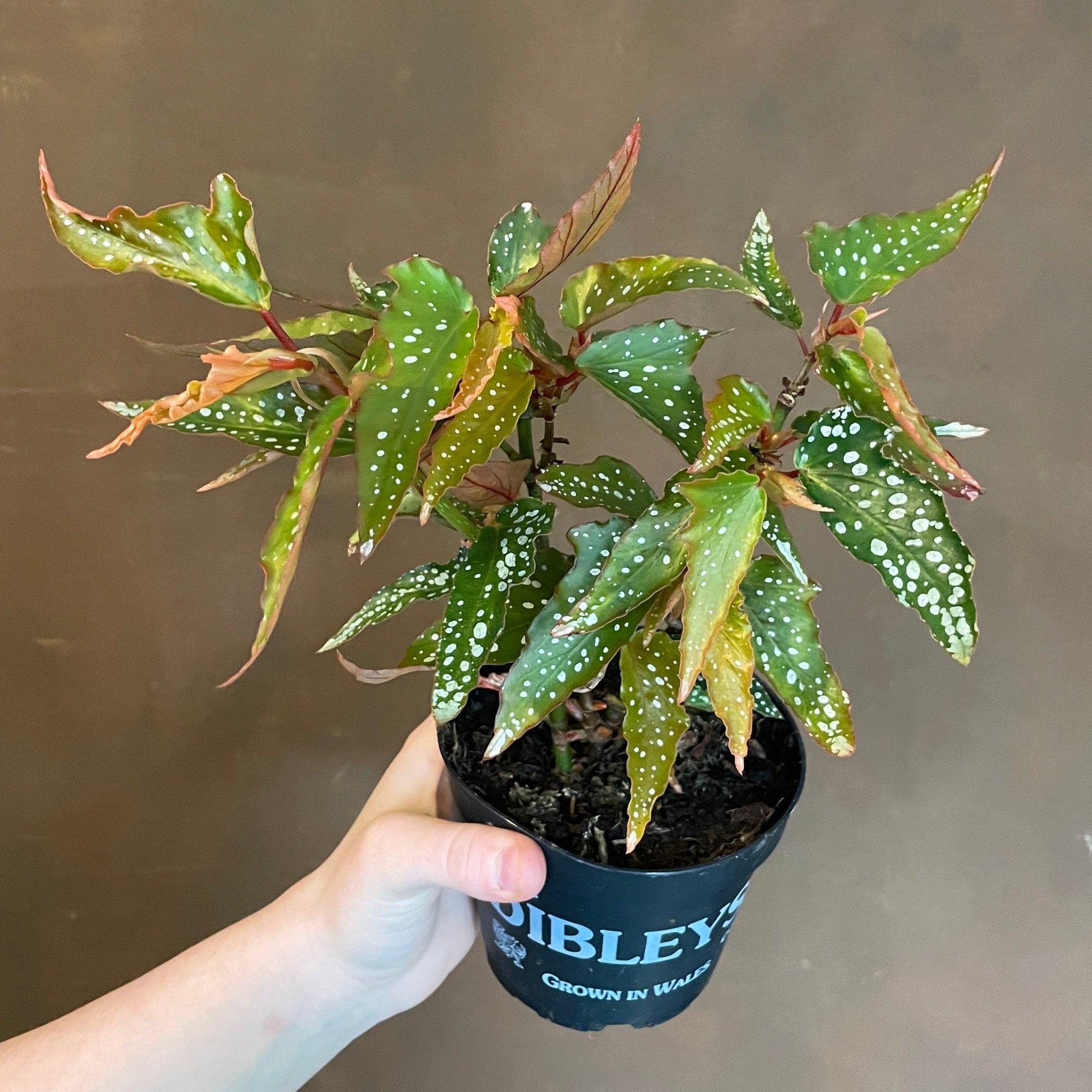 Cane Begonias (UK Grown) - grow urban. UK