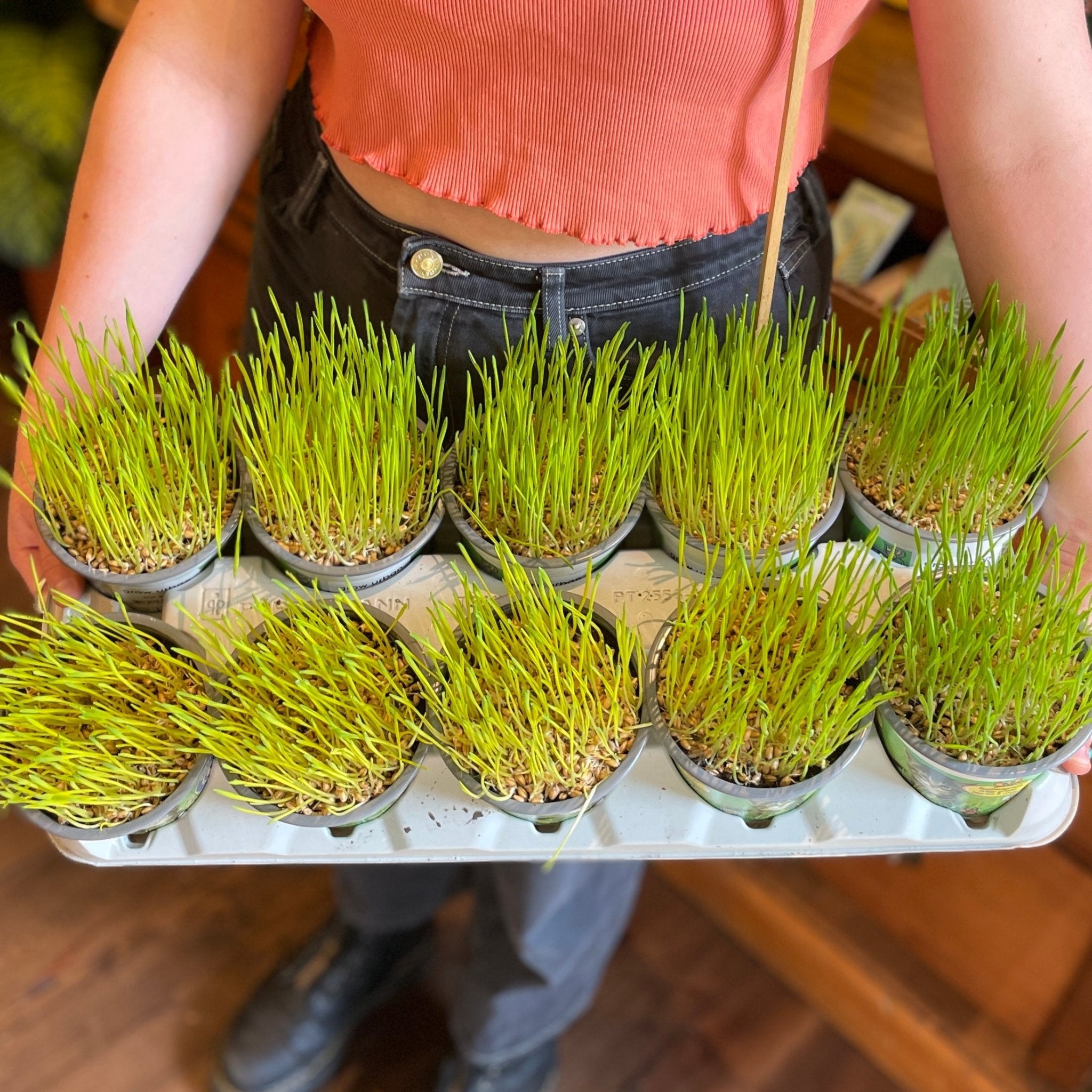 Cat Grass - grow urban. UK