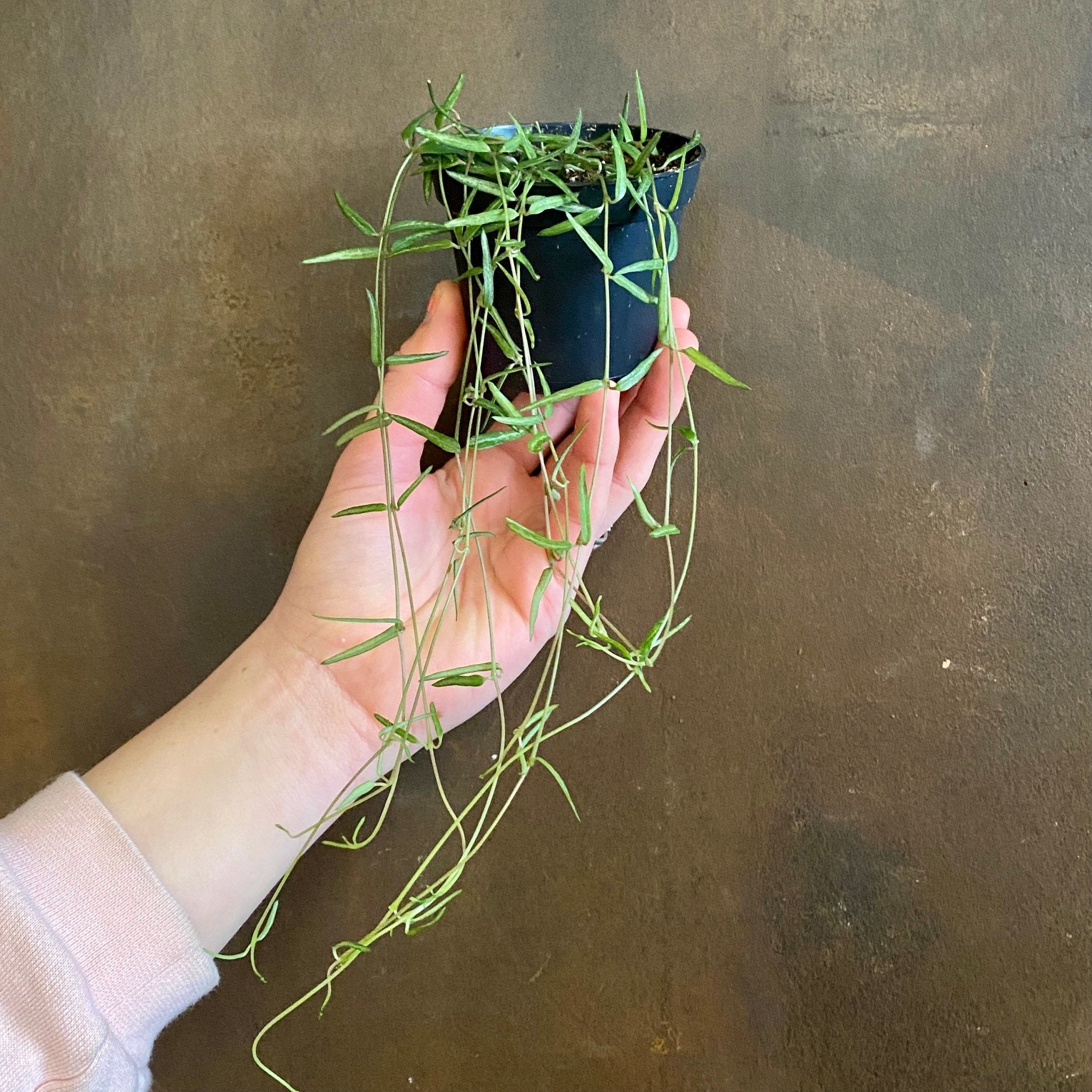 Ceropegia linearis (String of Needles) - grow urban. UK