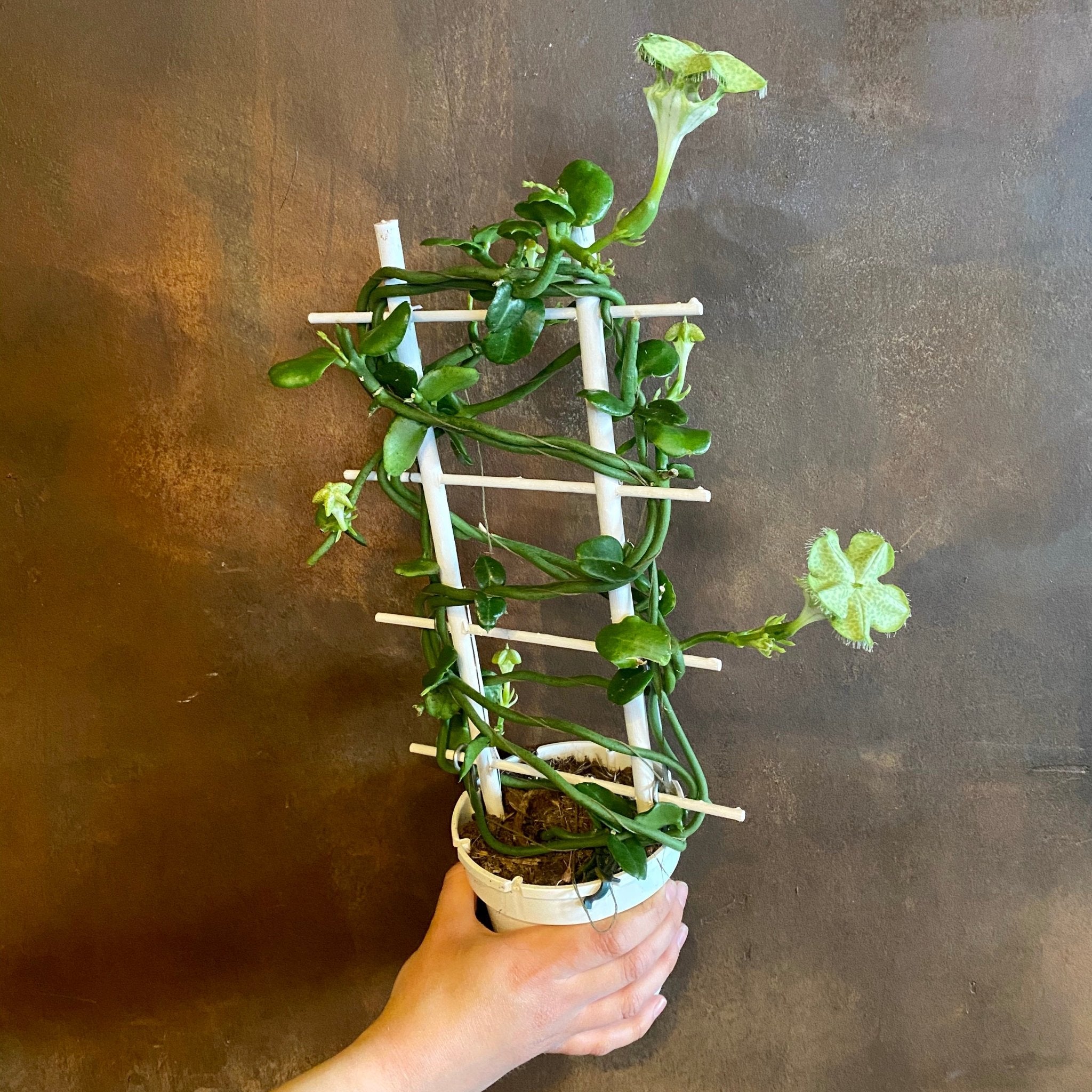 Ceropegia sandersonii - grow urban. UK