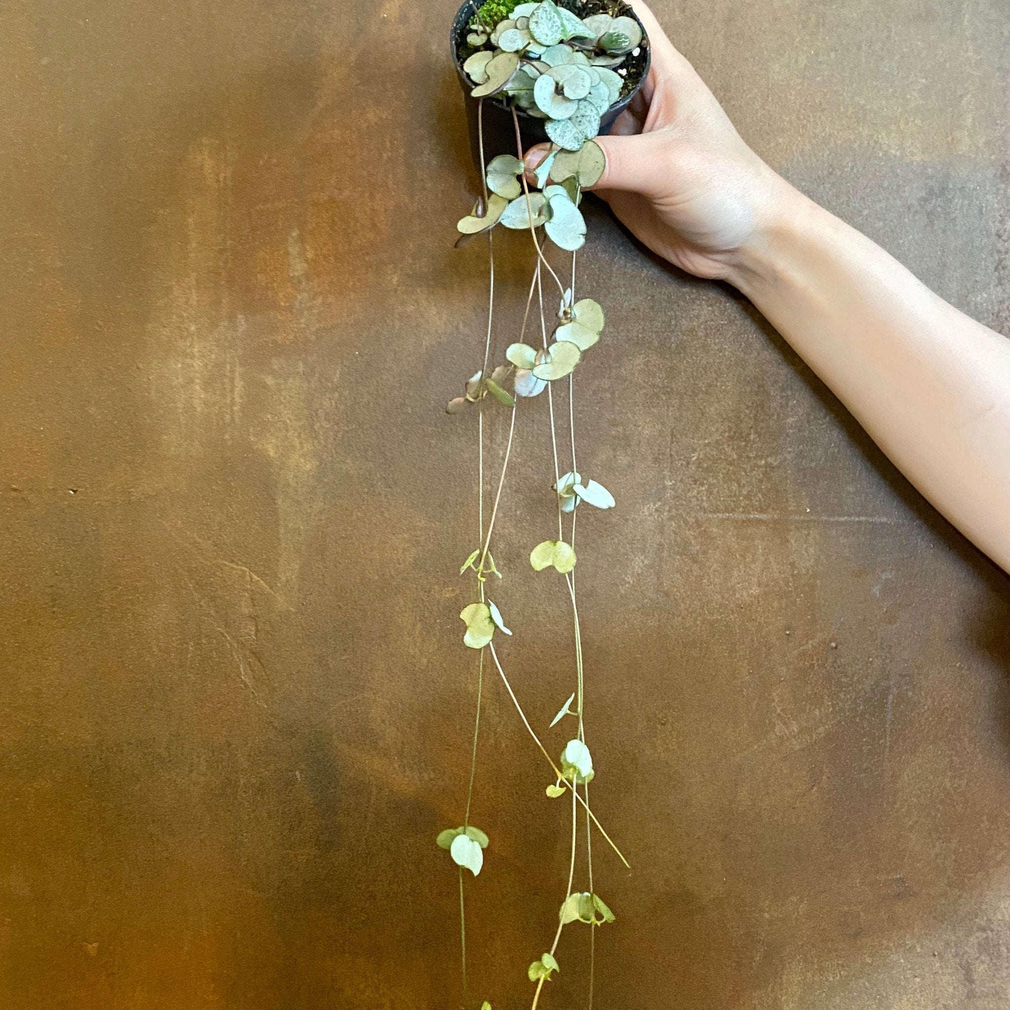 Ceropegia ‘Silver Glory’ - grow urban. UK