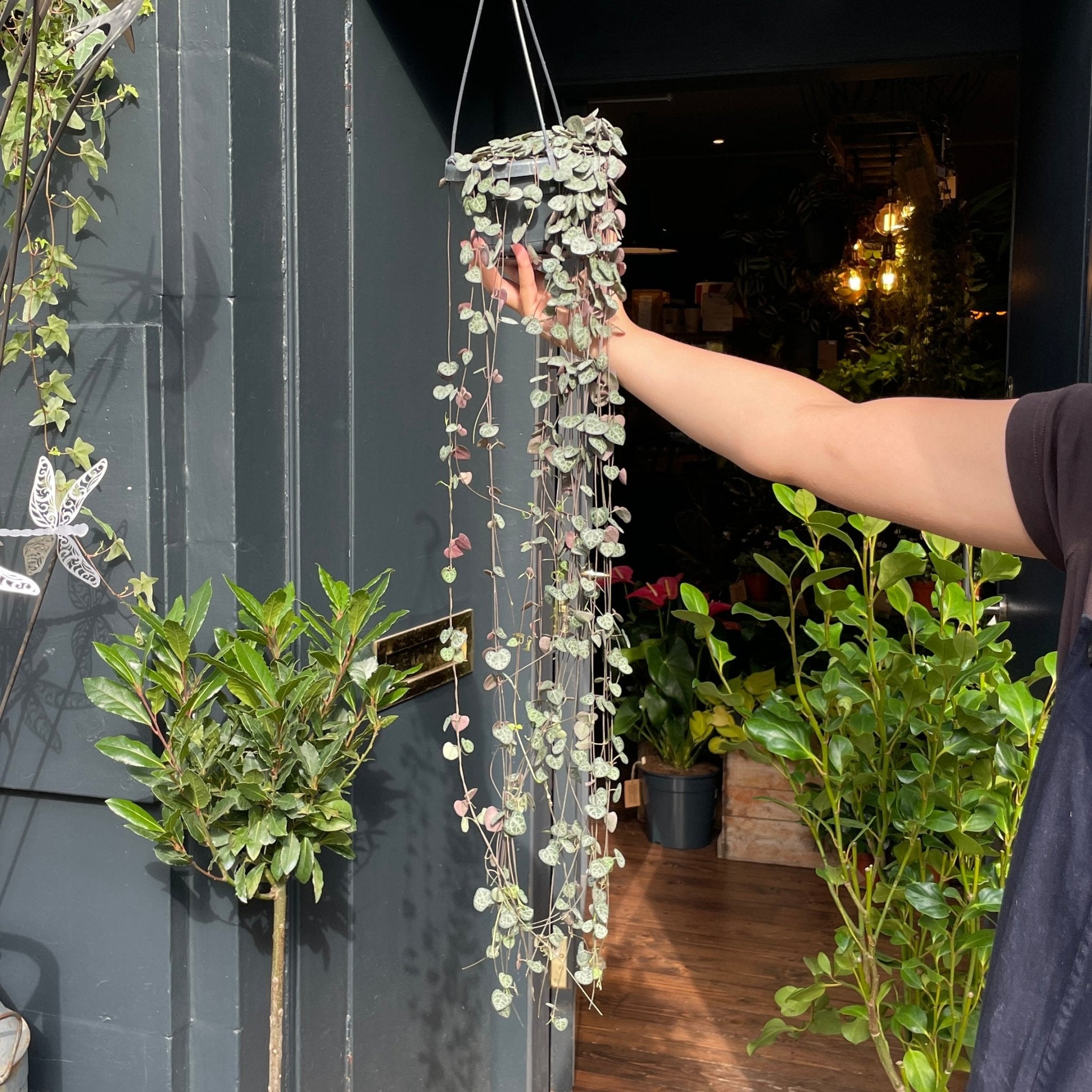 Ceropegia woodii (14cm hangpot) - grow urban. UK