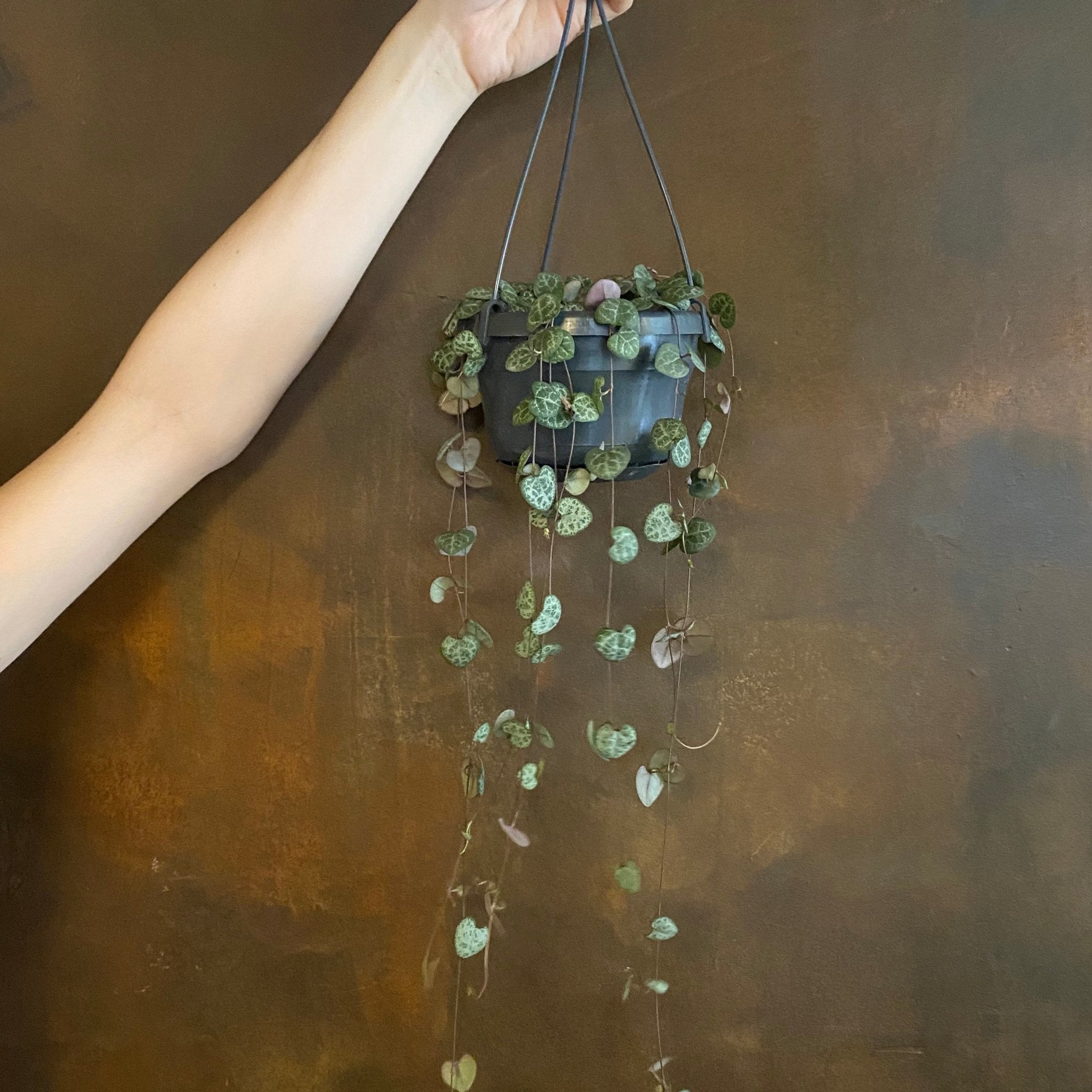 Ceropegia woodii (14cm hangpot) - grow urban. UK
