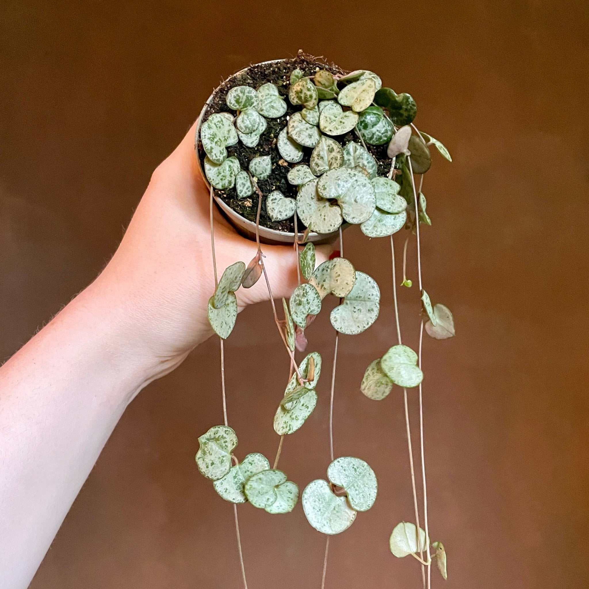Ceropegia woodii (8cm pot) - grow urban. UK