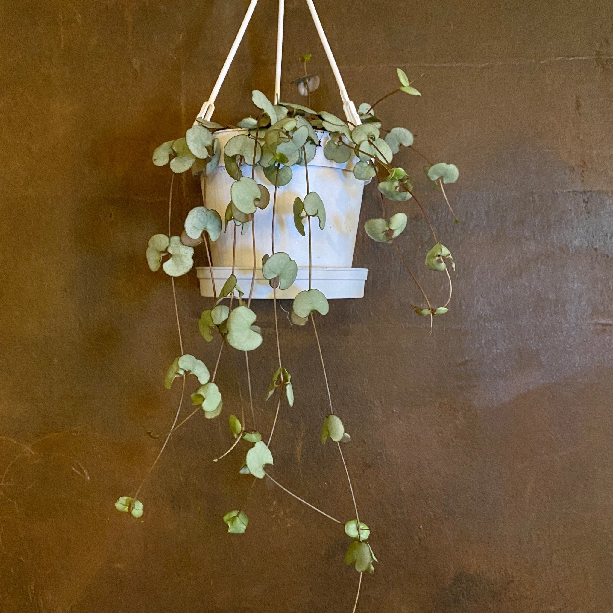 Ceropegia woodii 'Durban' - grow urban. UK