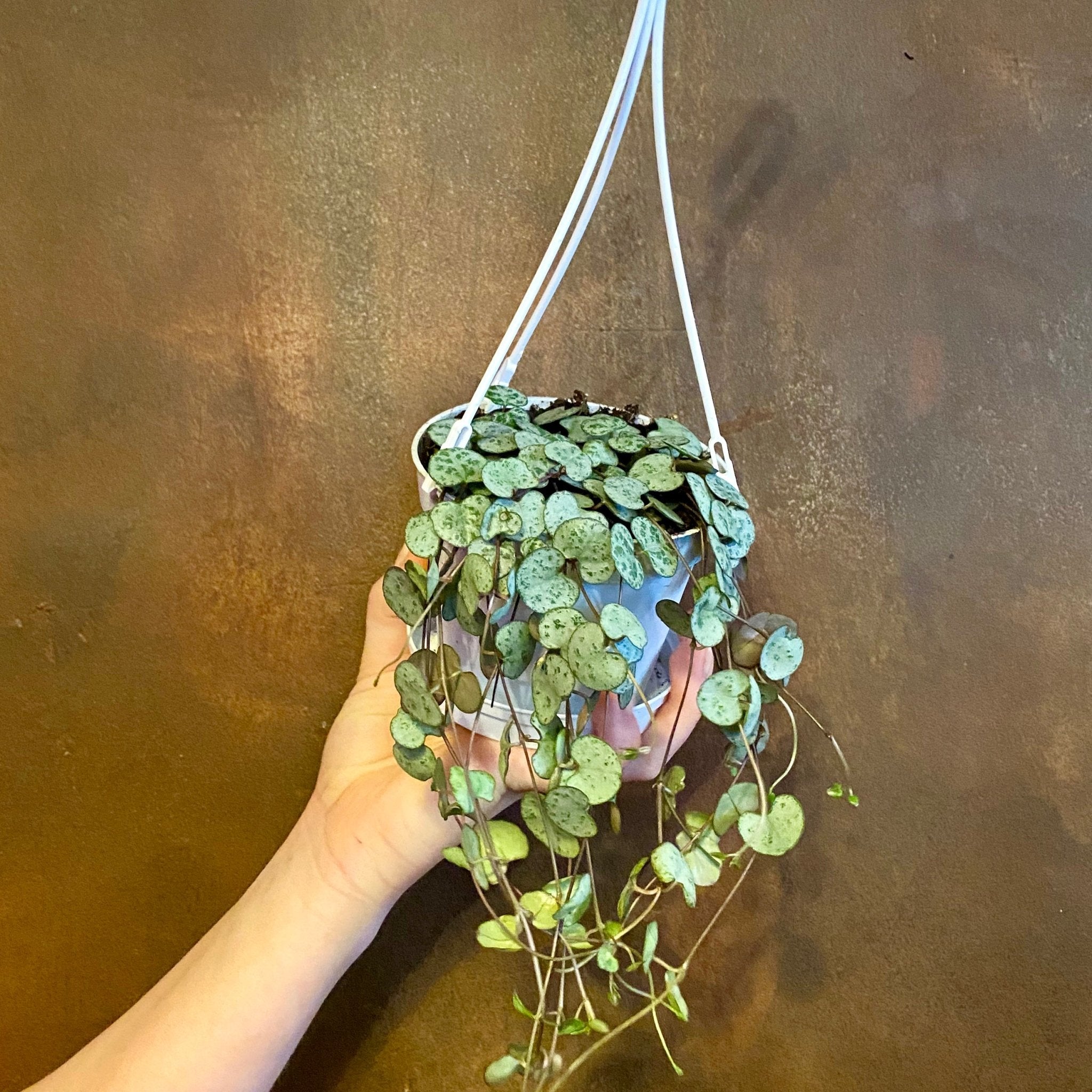 Ceropegia woodii (small hangpot) - grow urban. UK