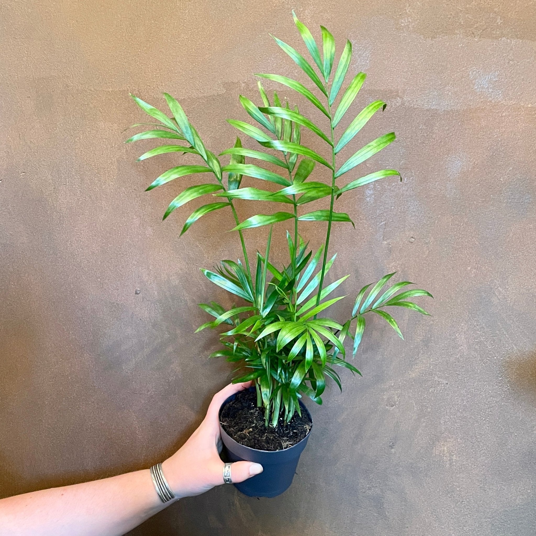 Chamaedorea elegans (10cm pot) - grow urban. UK