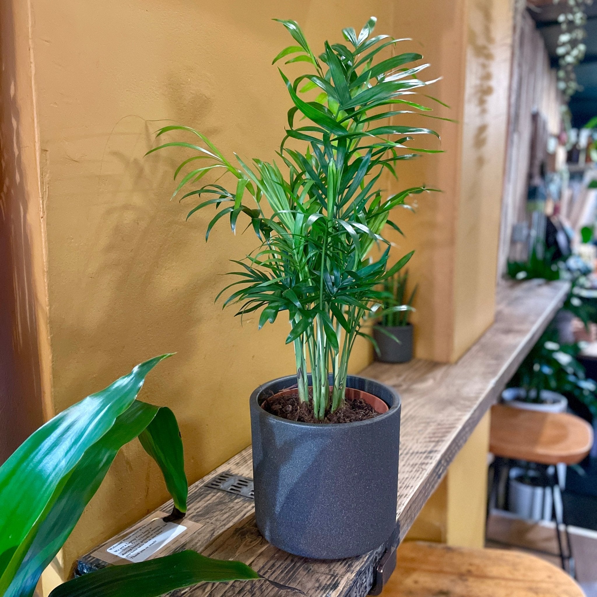 Chamaedorea elegans (12cm pot) - grow urban. UK