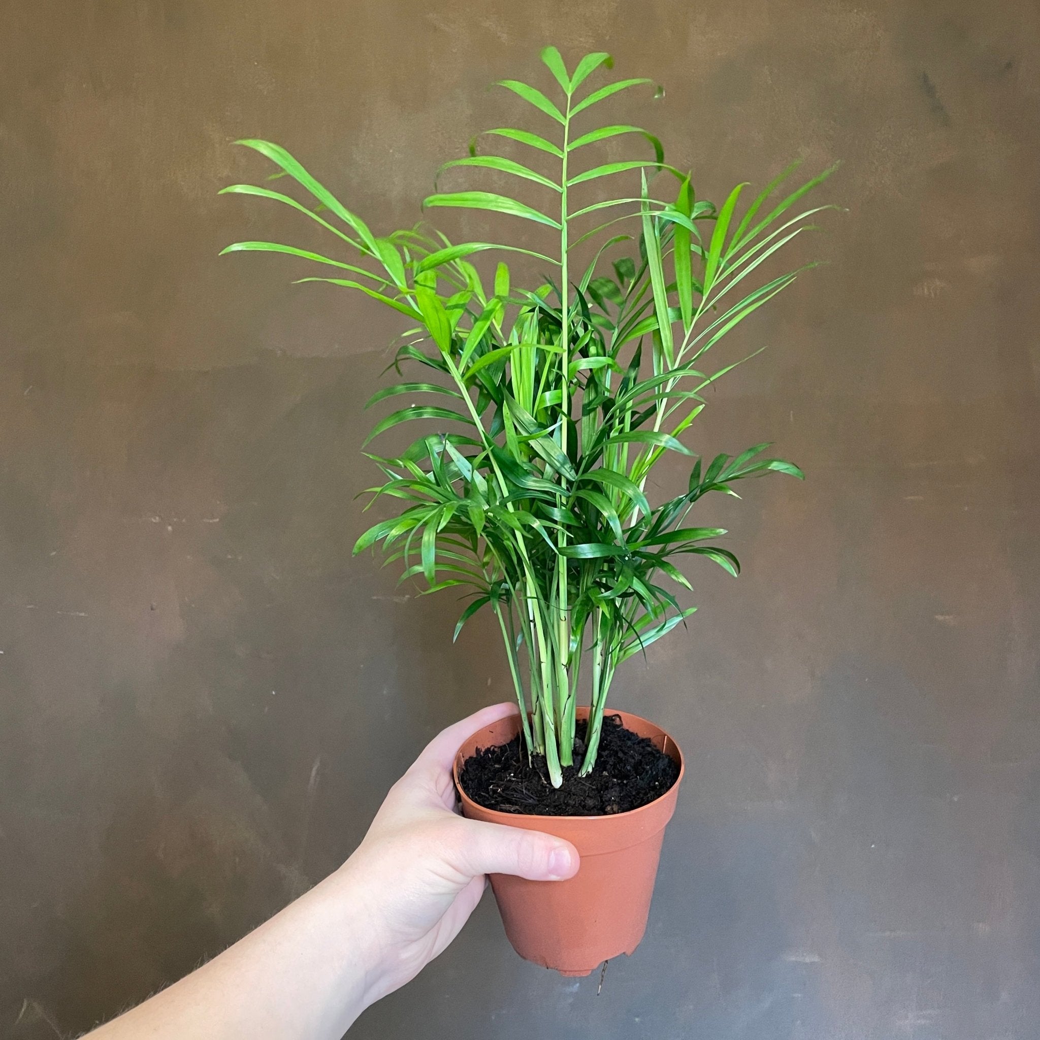 Chamaedorea elegans (12cm pot) - grow urban. UK