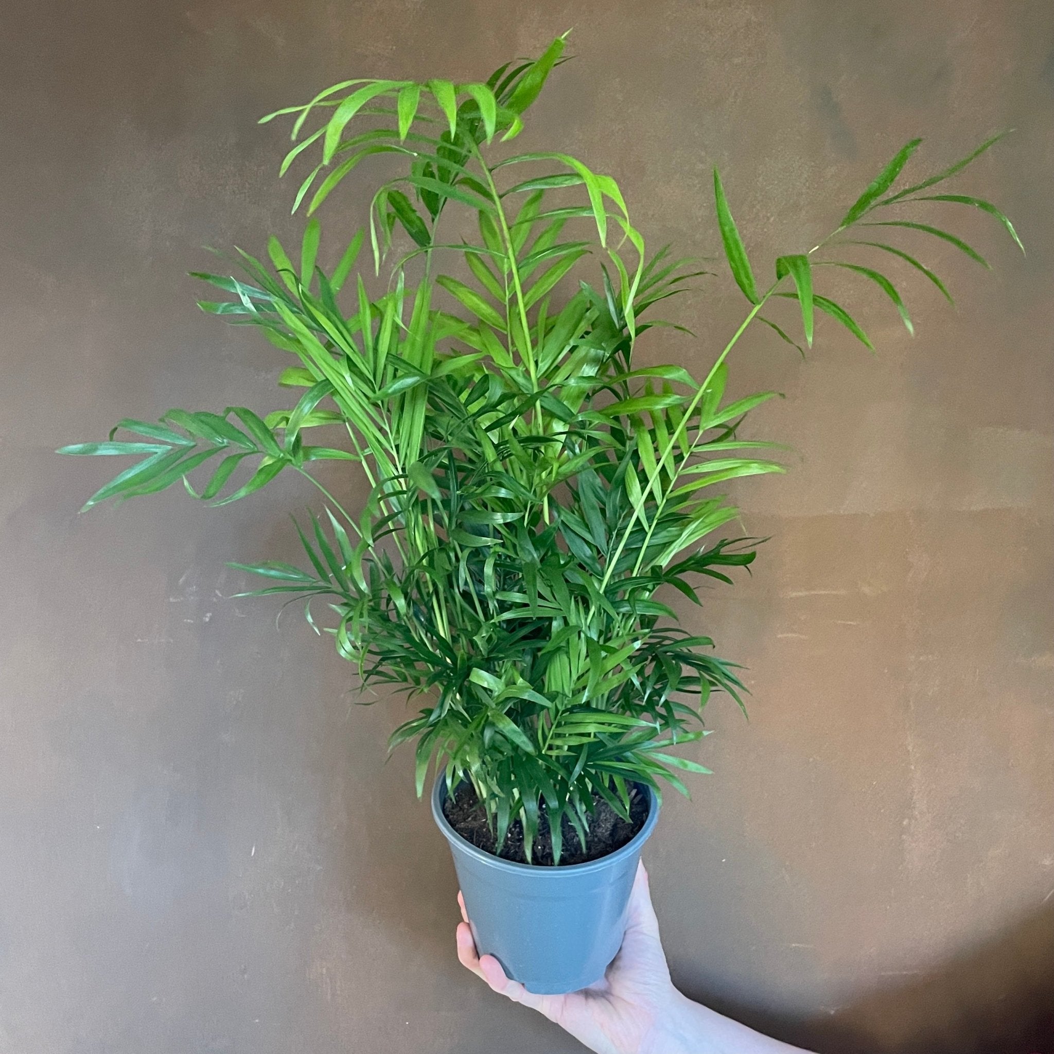 Chamaedorea elegans (14cm pot) - grow urban. UK