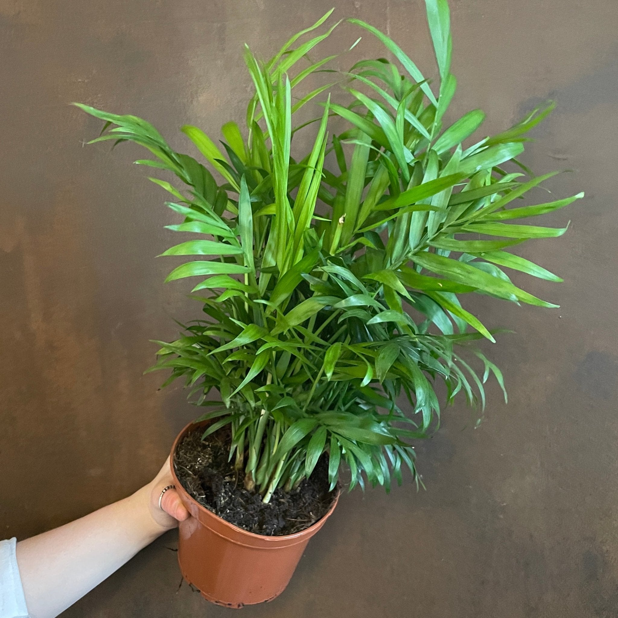Chamaedorea elegans (15cm pot) - grow urban. UK