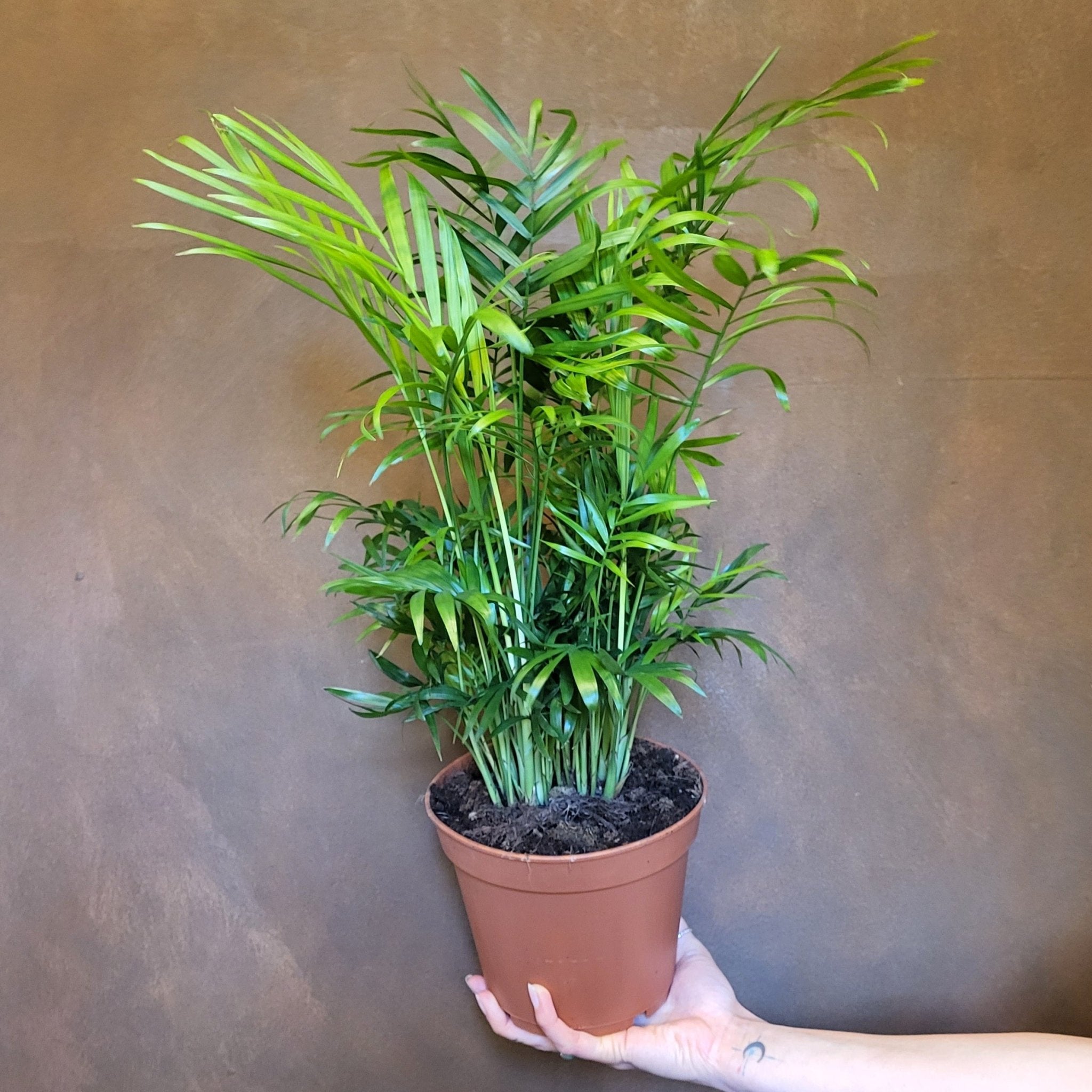 Chamaedorea elegans (17cm pot) - grow urban. UK