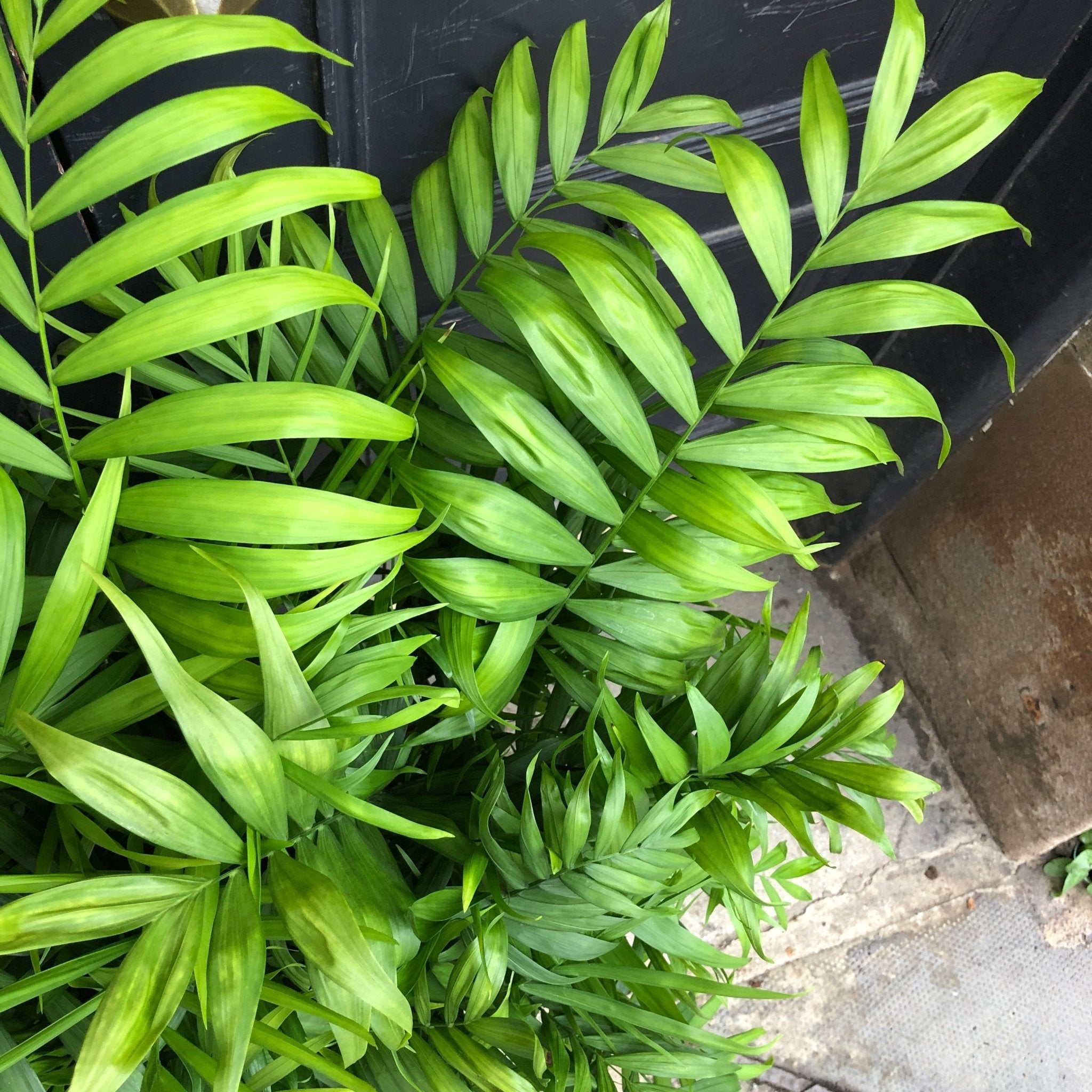 Chamaedorea elegans (24cm pot) - grow urban. UK