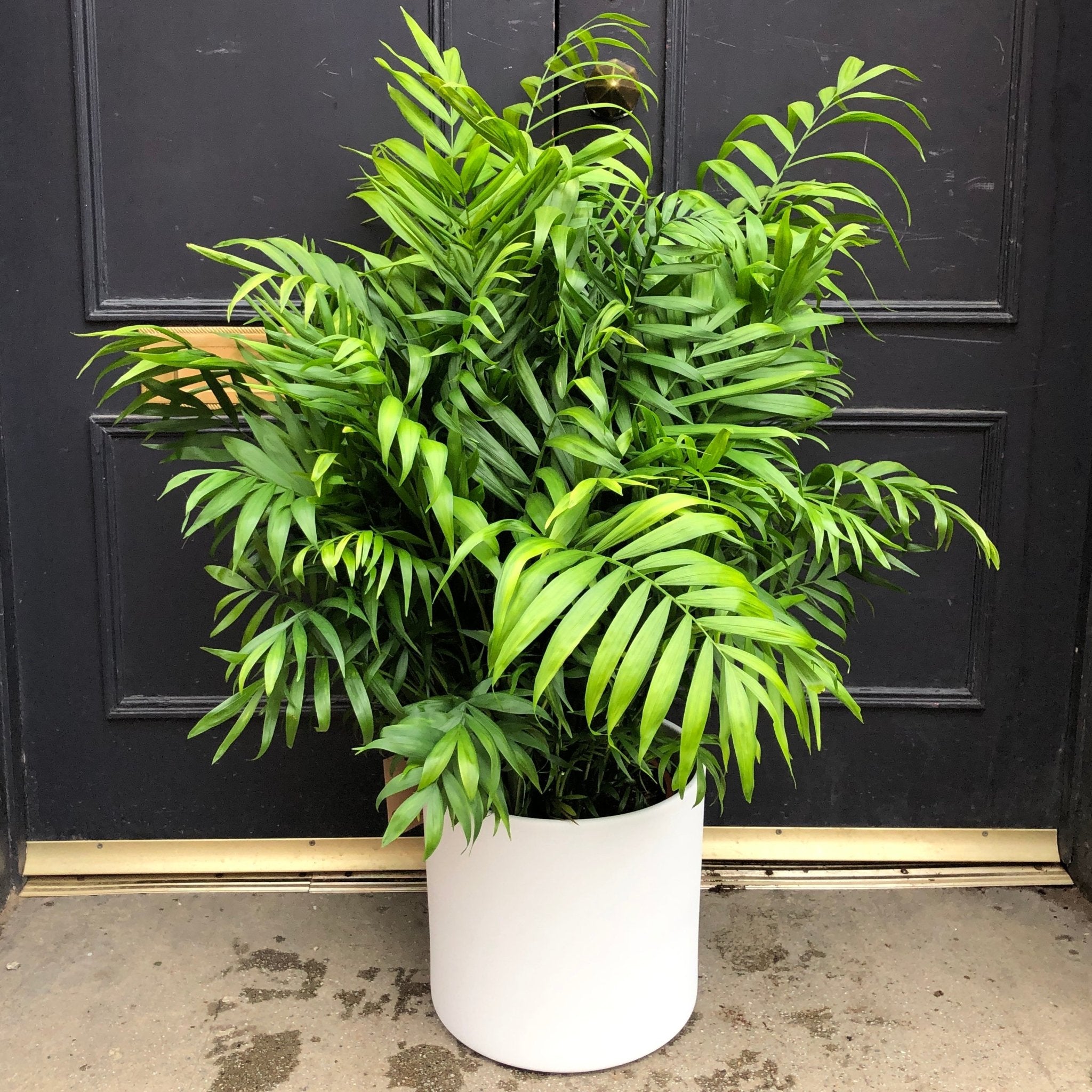 Chamaedorea elegans (24cm pot) - grow urban. UK