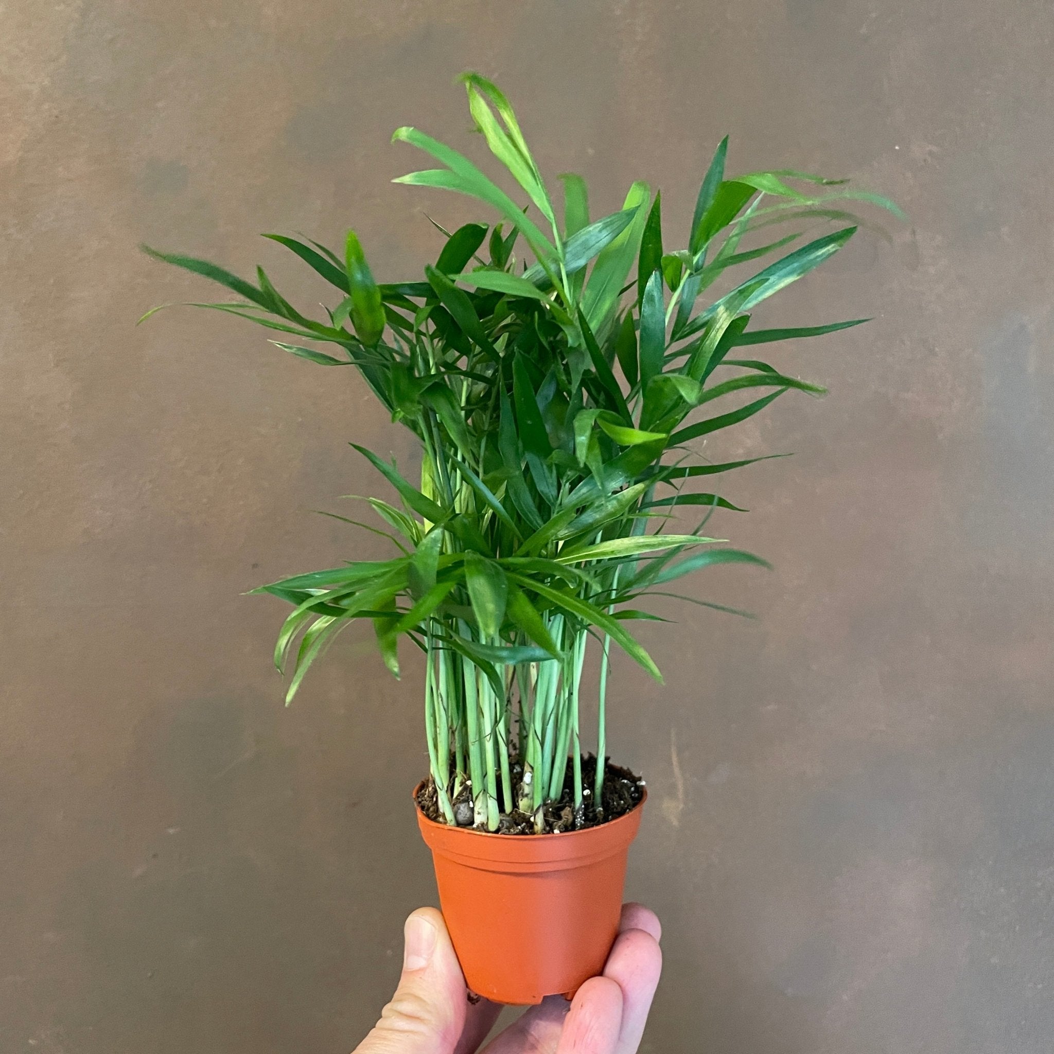 Chamaedorea elegans (7cm pot) - grow urban. UK