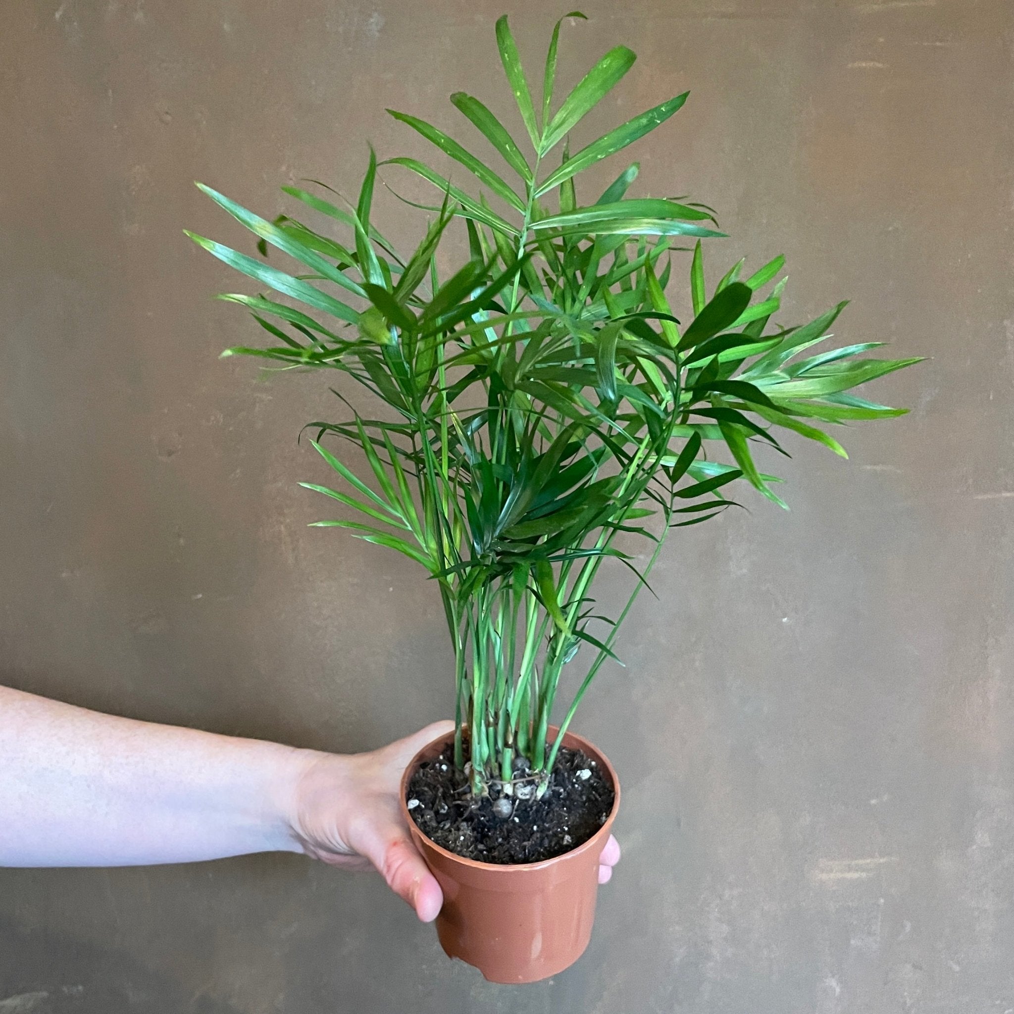 Chamaedorea elegans (9cm pot) - grow urban. UK