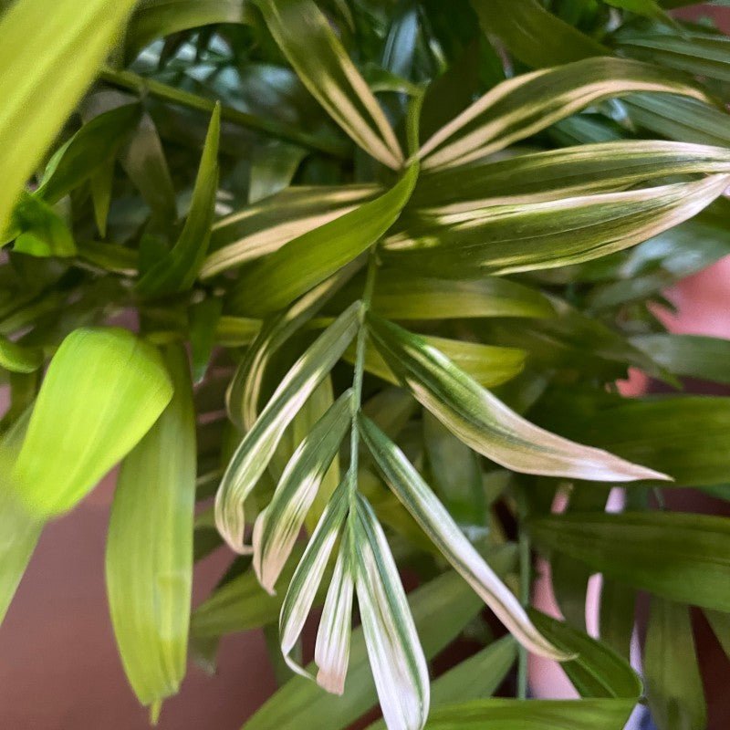 Chamaedorea elegans 'Variegata' - grow urban. UK