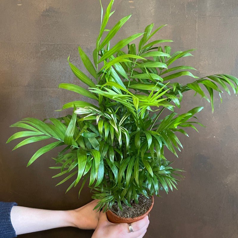 variegated parlor palm Chamaedorea elegans 'Variegata'